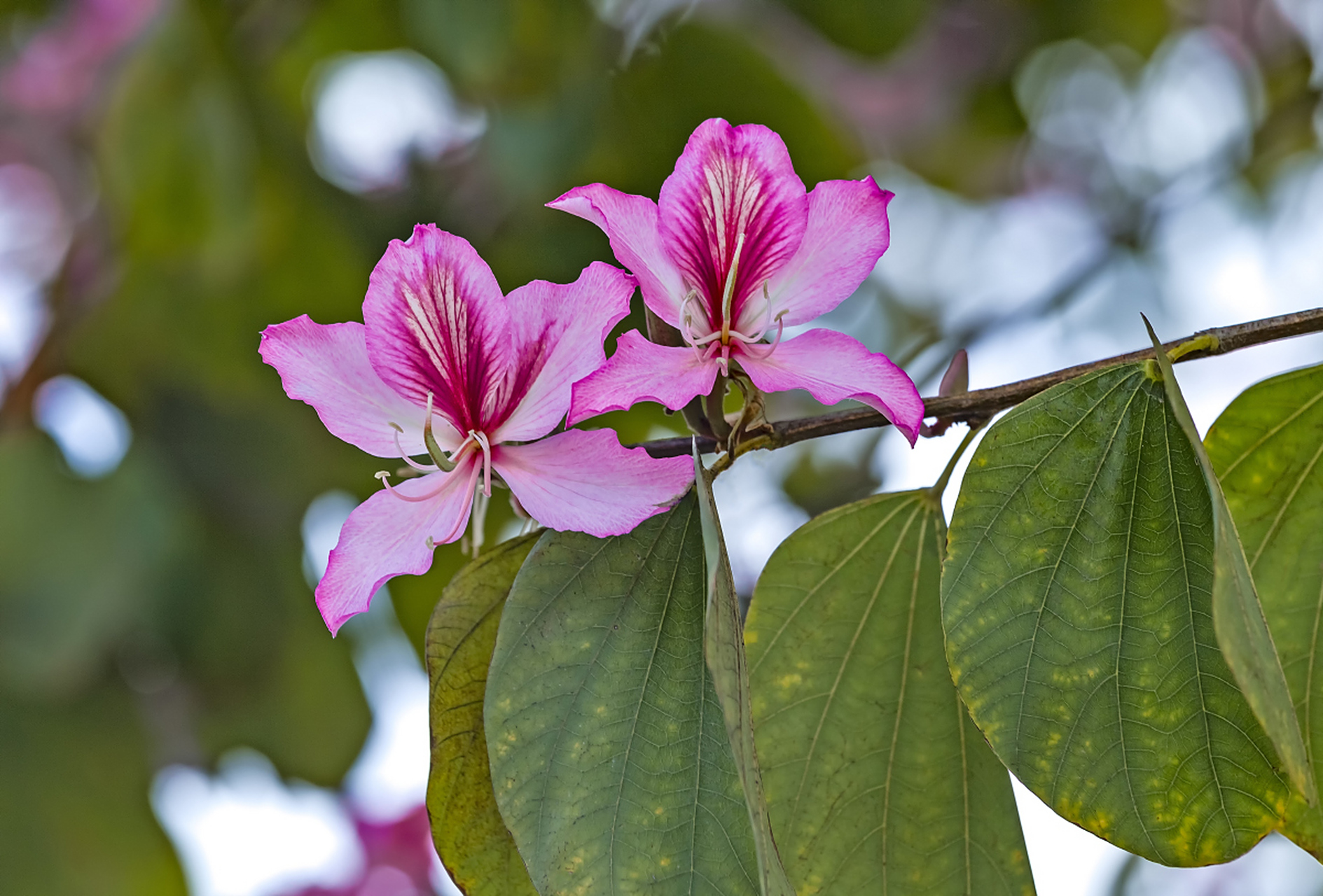 广元##四川旅游#  #紫荆花#  唐家河自然保护区位于广元市青川县灸谮