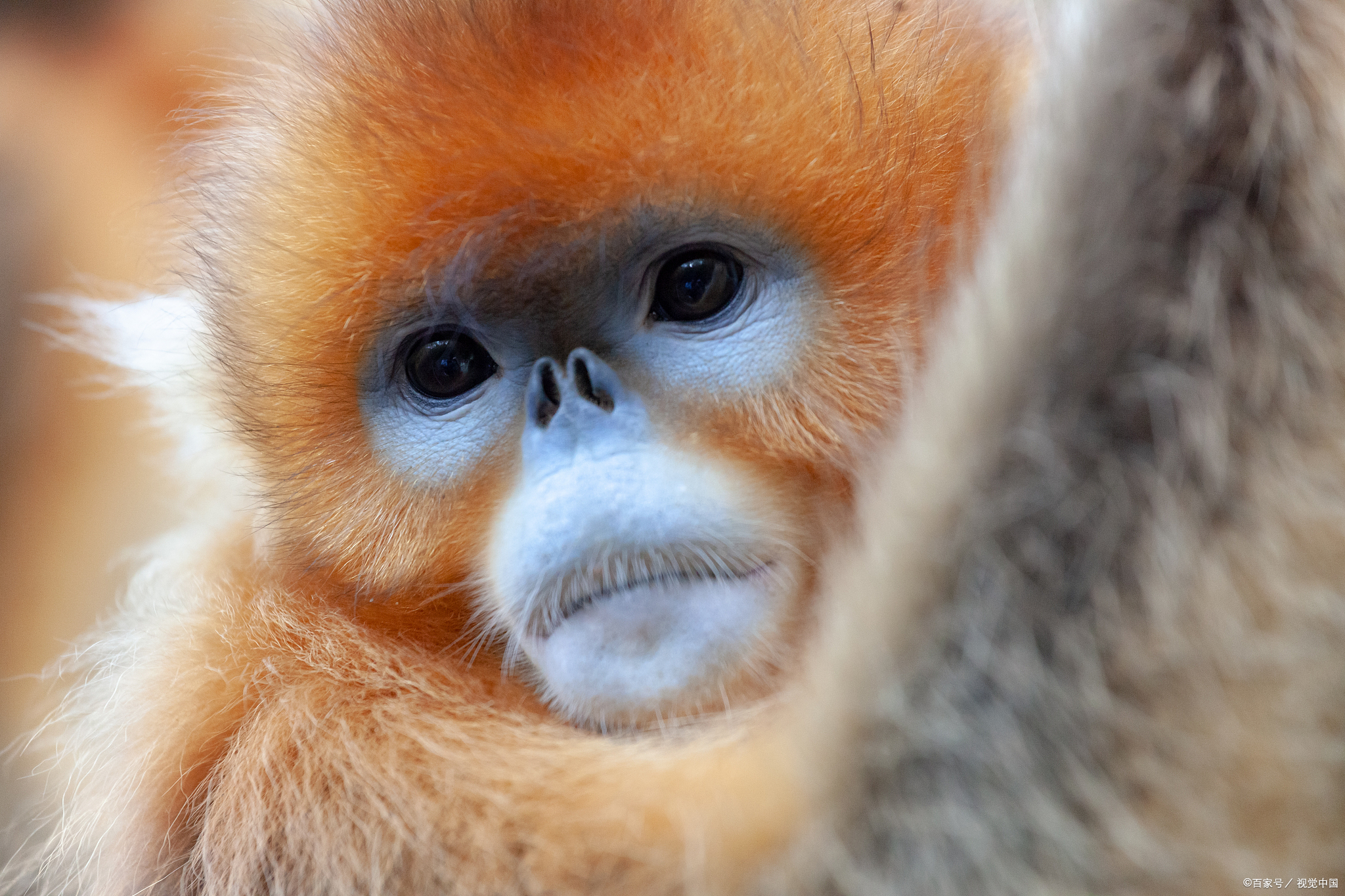 我国特有的珍稀动物——金丝猴
