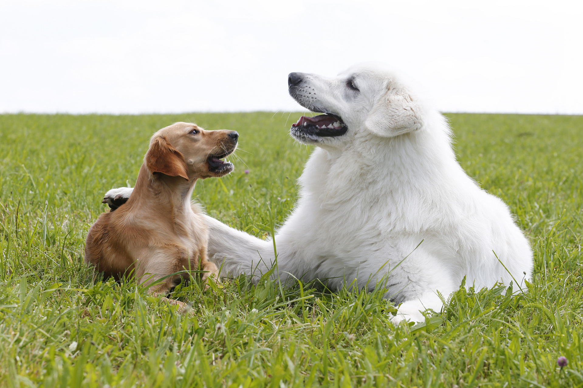 牧羊犬因天生群体本能成为羊群领导者,通过行为,外貌,声音控制赢得