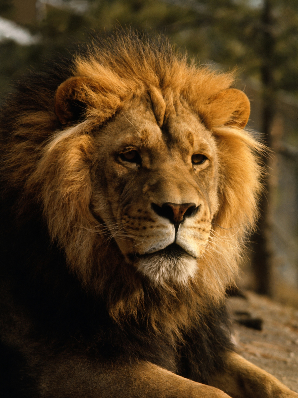 狮子拥有猫科动物中最大的头骨和肩高,雄兽普遍的要大于雌兽.