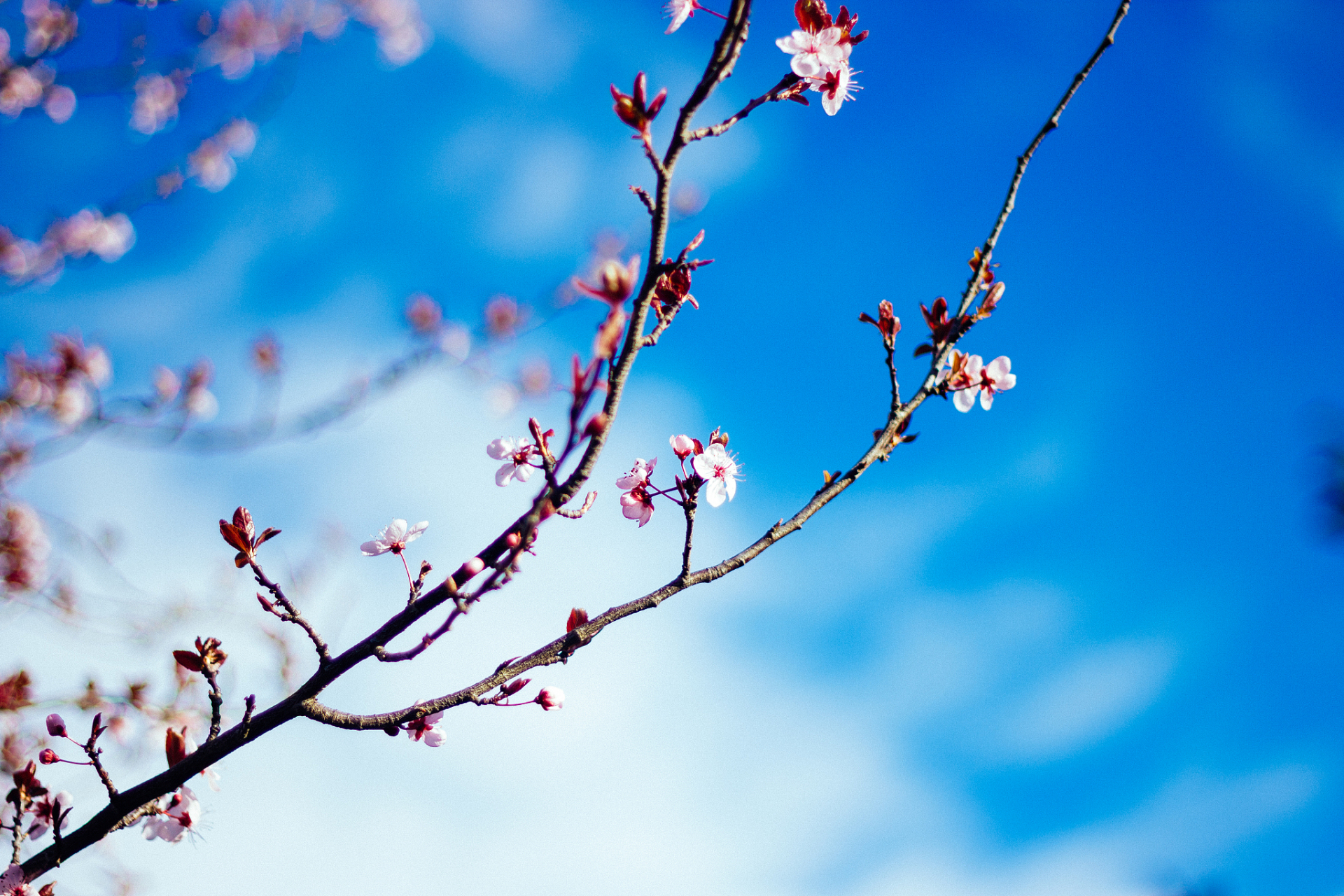 早春时节,阳光温和,春风款款,景色清新.