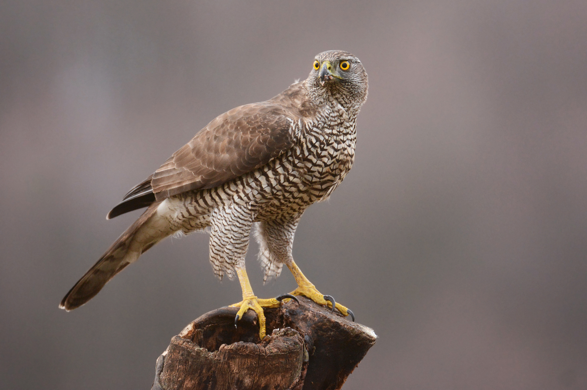 常见的有红隼,灰隼,燕隼和猎隼等.