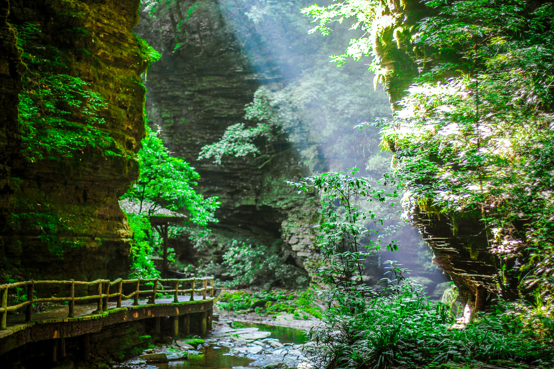 镜头里的春天# 春天的张家界大峡谷,生机盎然,万物复苏.