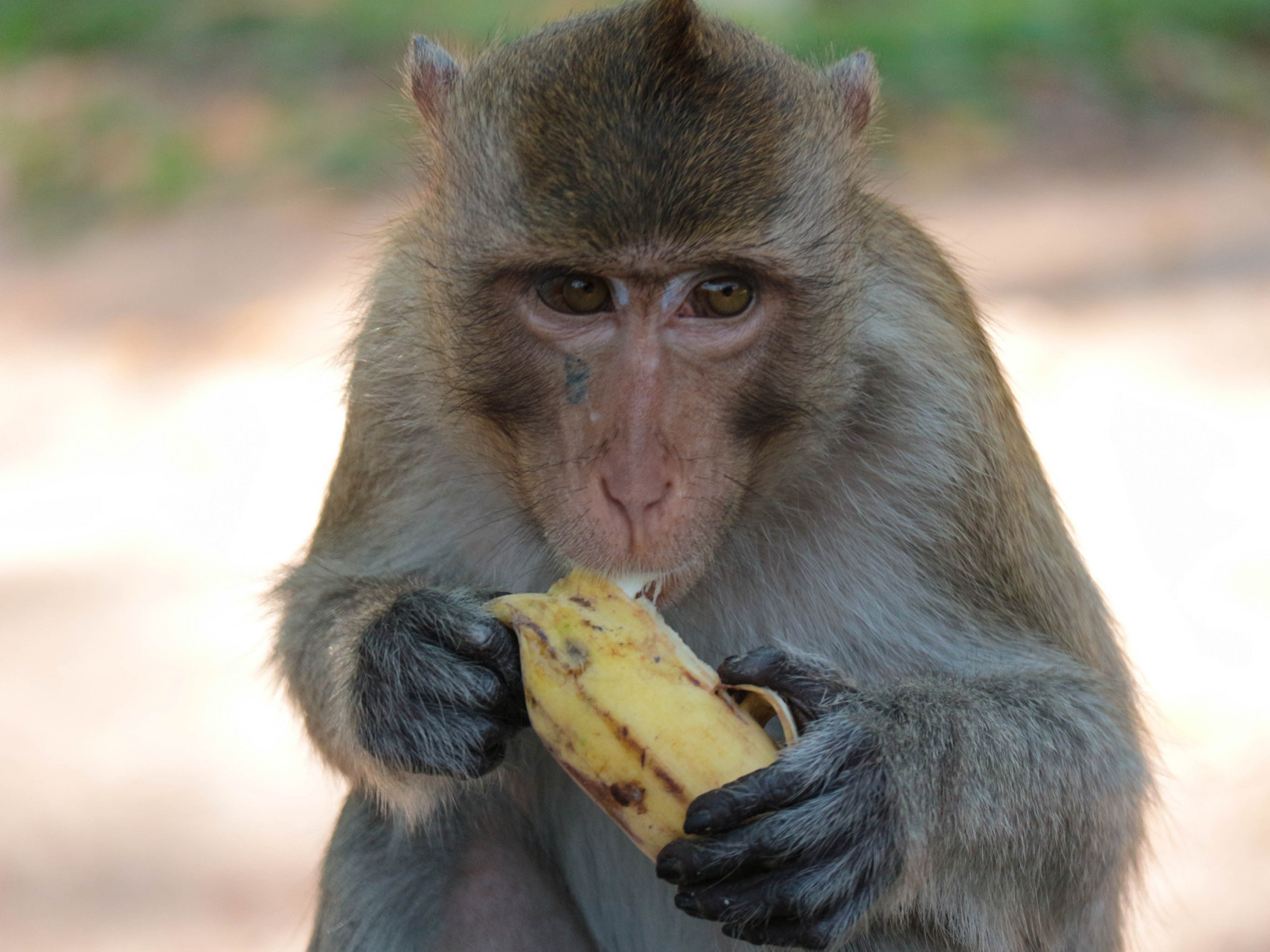 猴子吃香蕉桃子图片