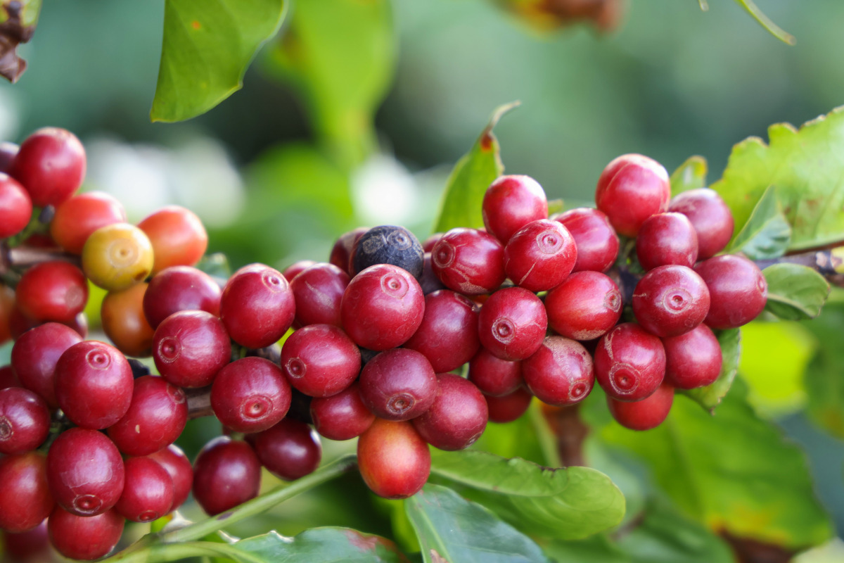 利比里卡咖啡豆 不对称大粒生豆 菲律宾利比里卡种植树 马来西亚特色咖啡果