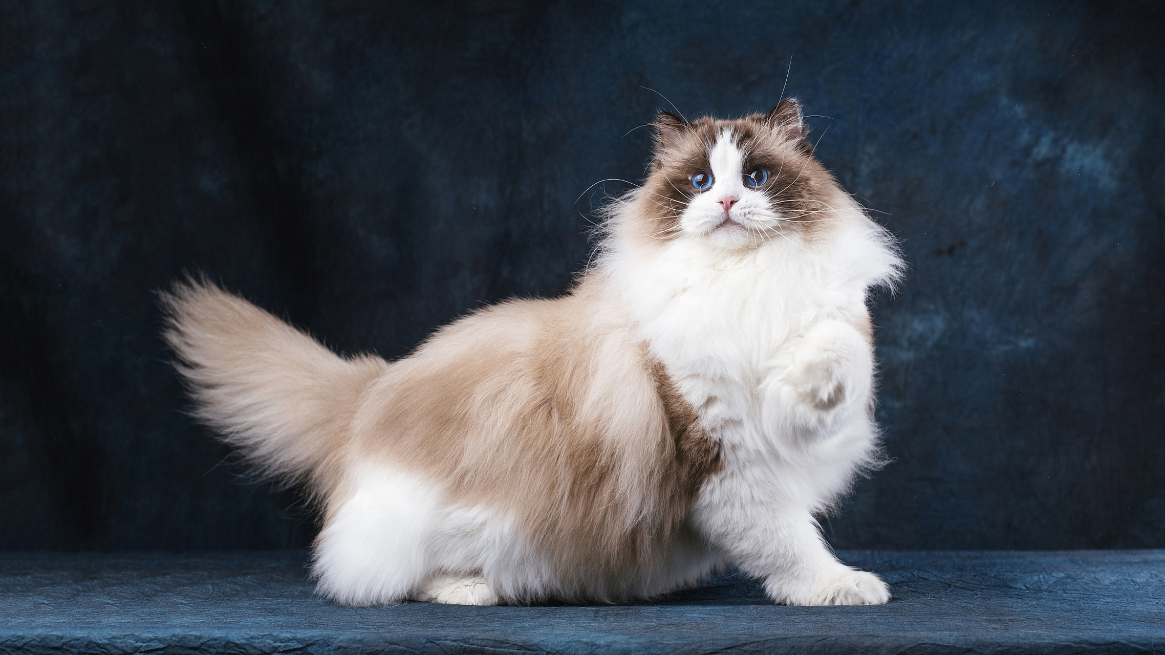 选择杂交需充分了解风险,为后代提供充足关爱和照顾.[原文:布偶和土猫