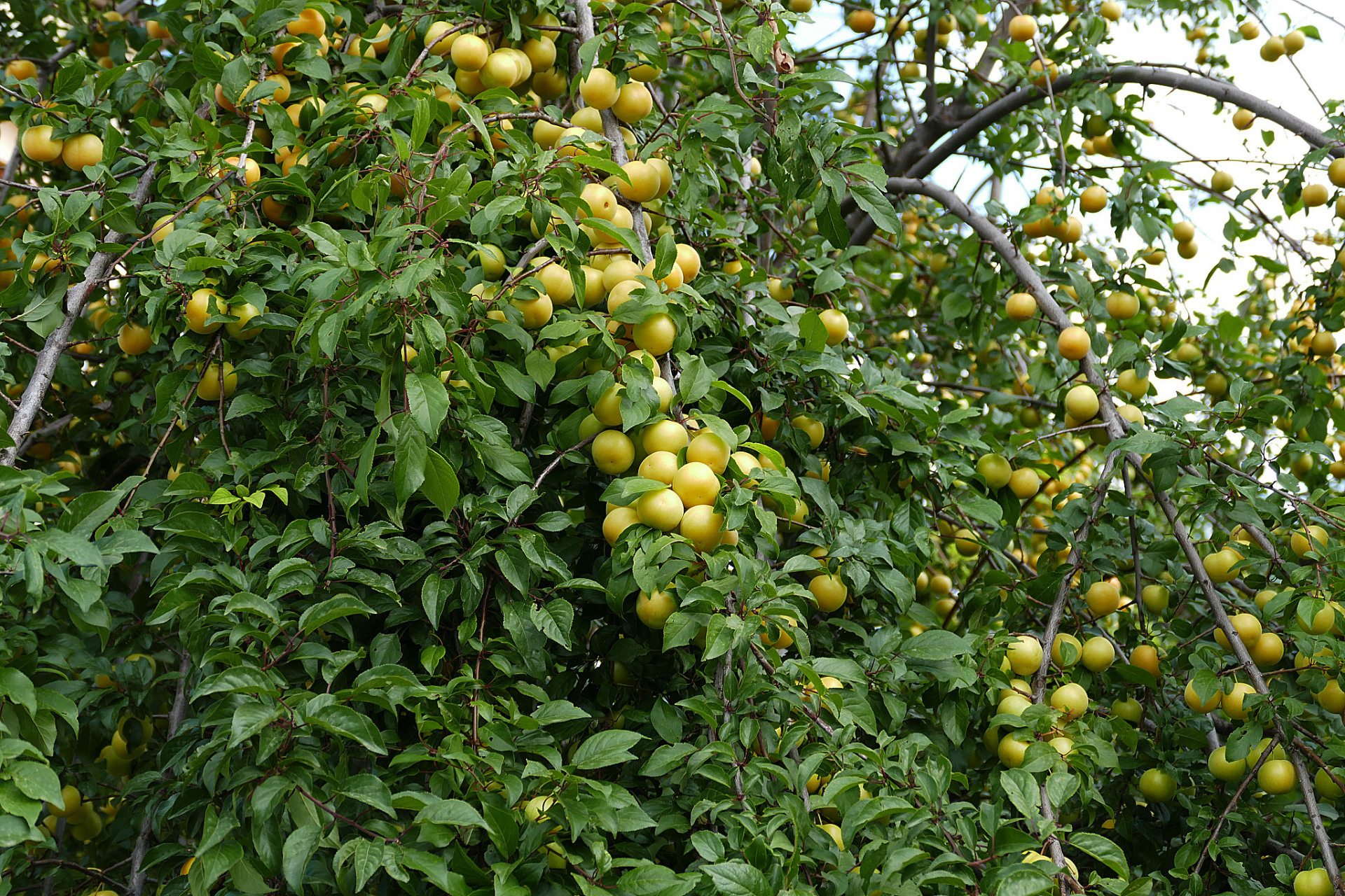 蜂糖李子树的栽培技术  蜂糖李子树是一种极具经济