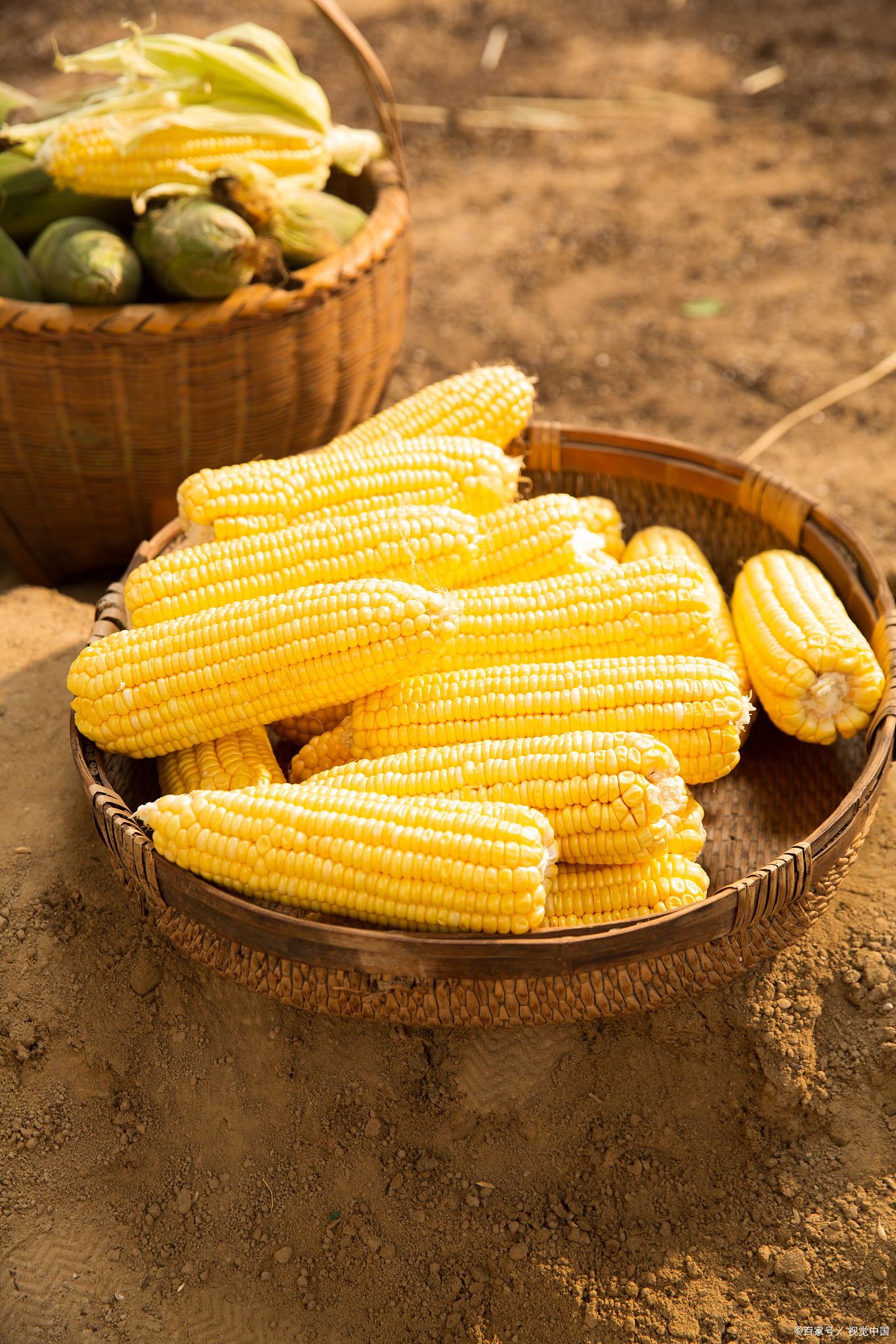 冬日的限定快乐# 来吉林品尝山地糯香玉米