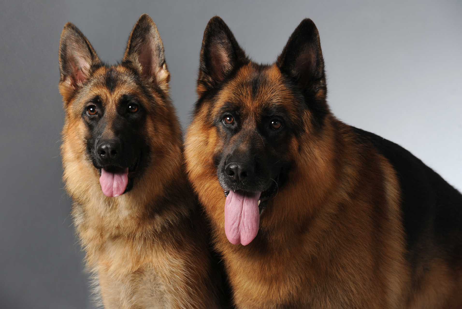 德国牧羊犬,聪明,机警又忠诚,是理想的护卫和陪伴犬.