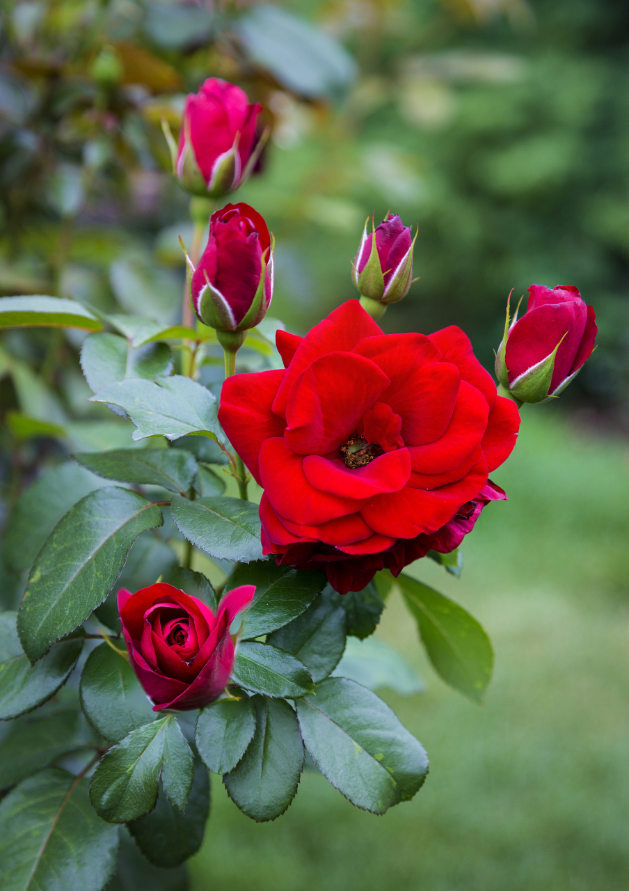 红蔷薇,象征着热情与爱情的火焰,它们的红色花瓣如同燃烧的火焰