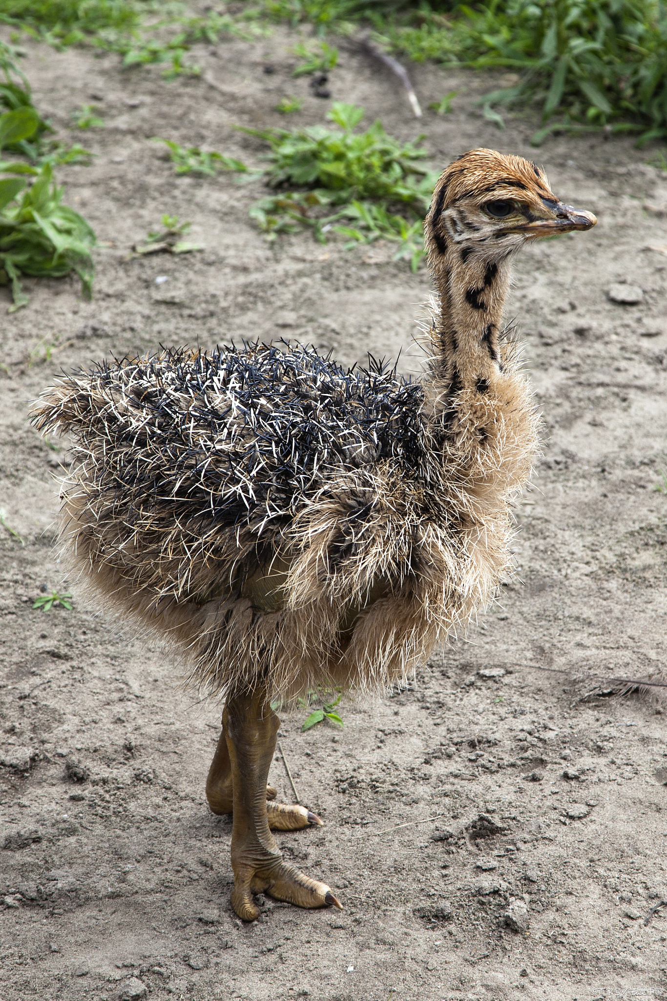 幼鸵鸟的喂养需要特别注意营养均衡和环境控制