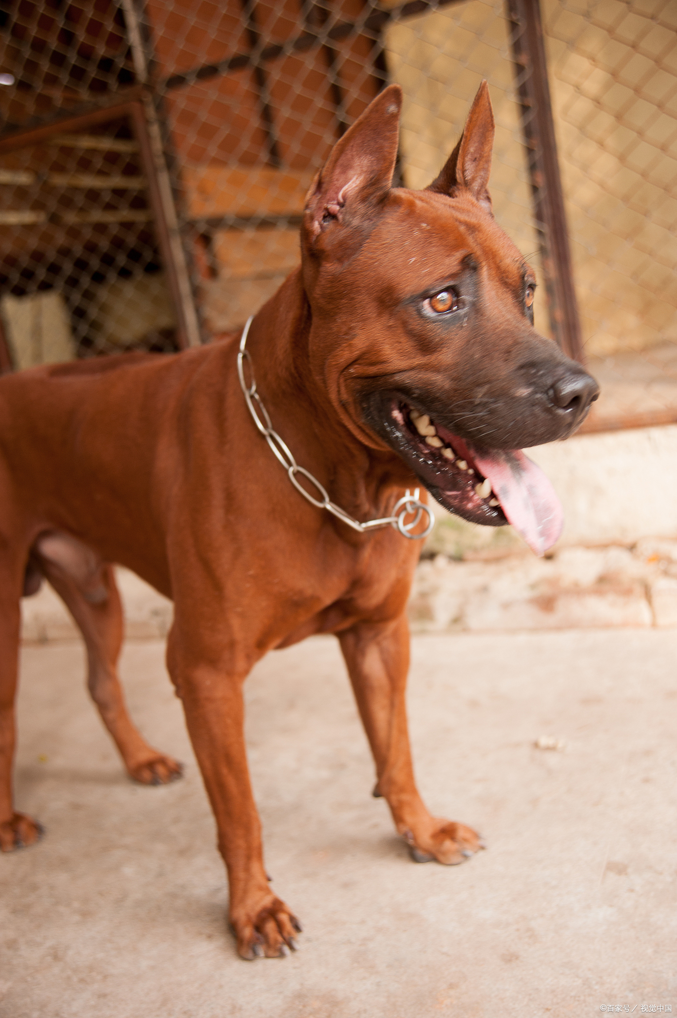 中华神犬之一"莱州红犬":外表温顺内心勇敢