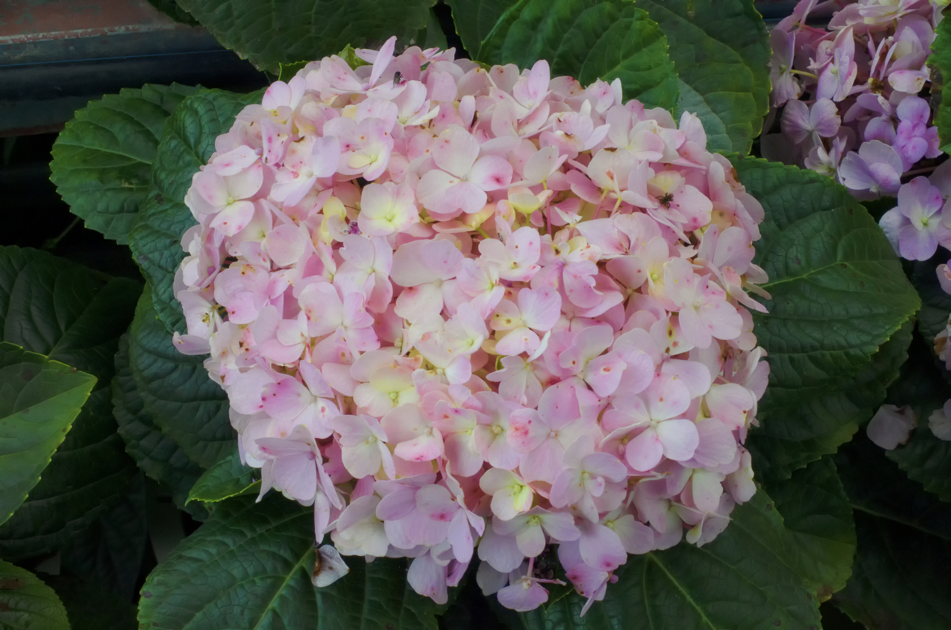 八仙绣球花是一种常见的观赏植物,养护时需注意土壤,水分,光照,剪枝和