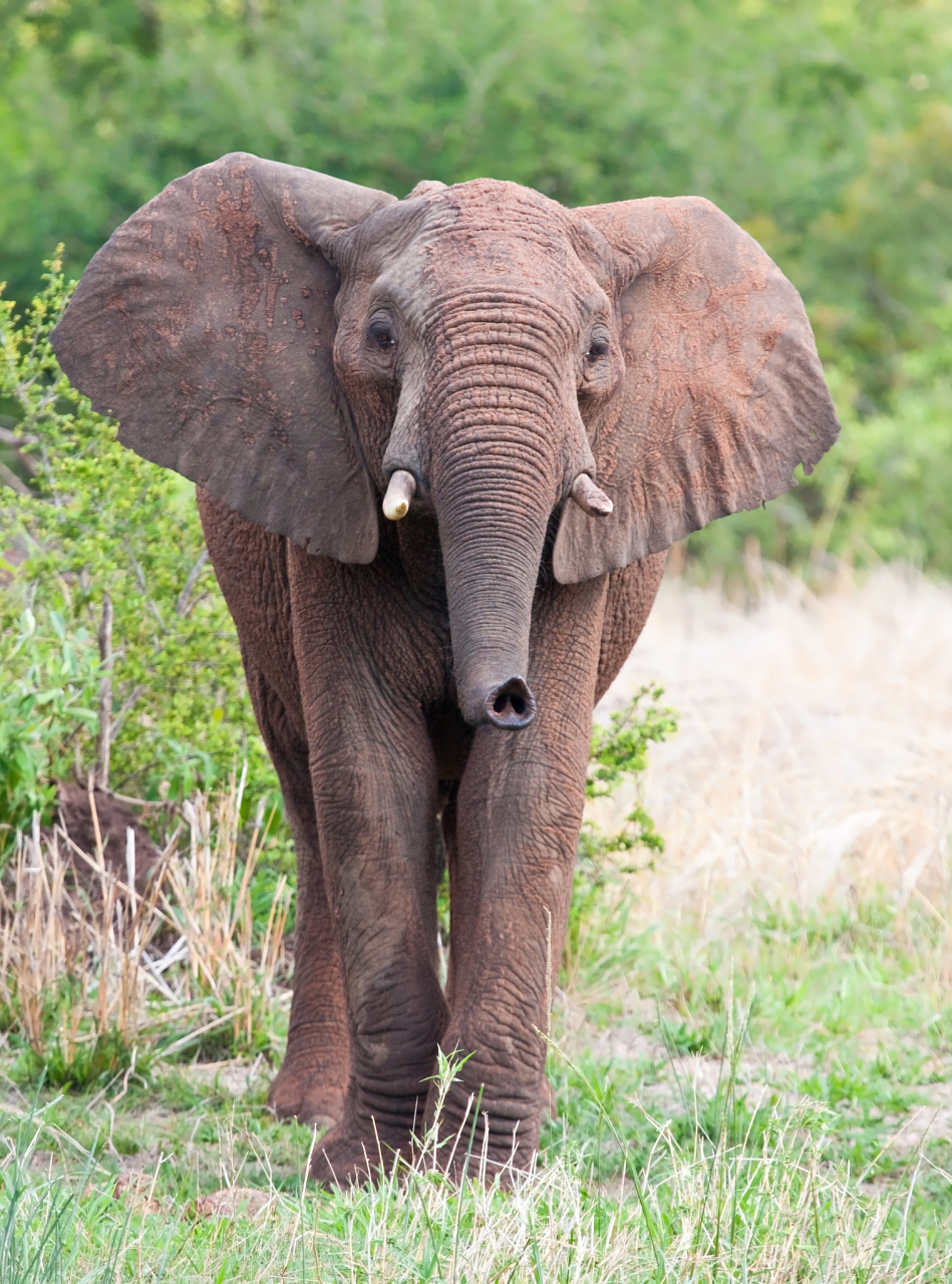 大象的耳朵遮着脸图片