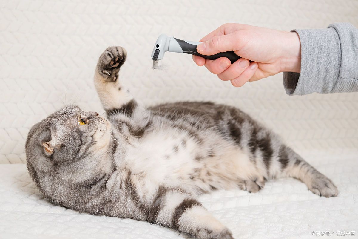 小猫呕吐是什么原因？从吐毛球到生病信号，一篇讲清应对方法