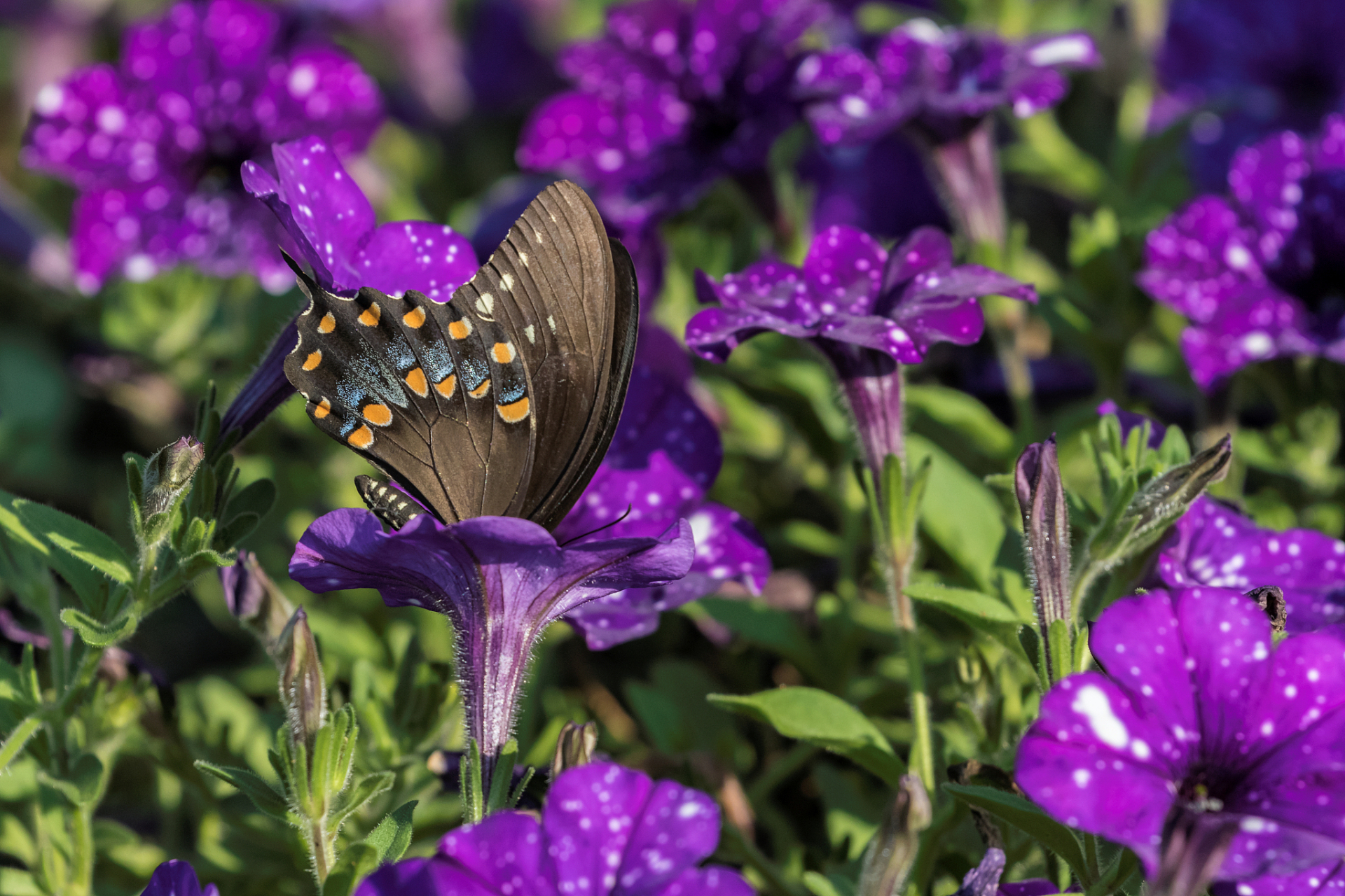 紫色的蝴蝶花:独特的美丽与神秘