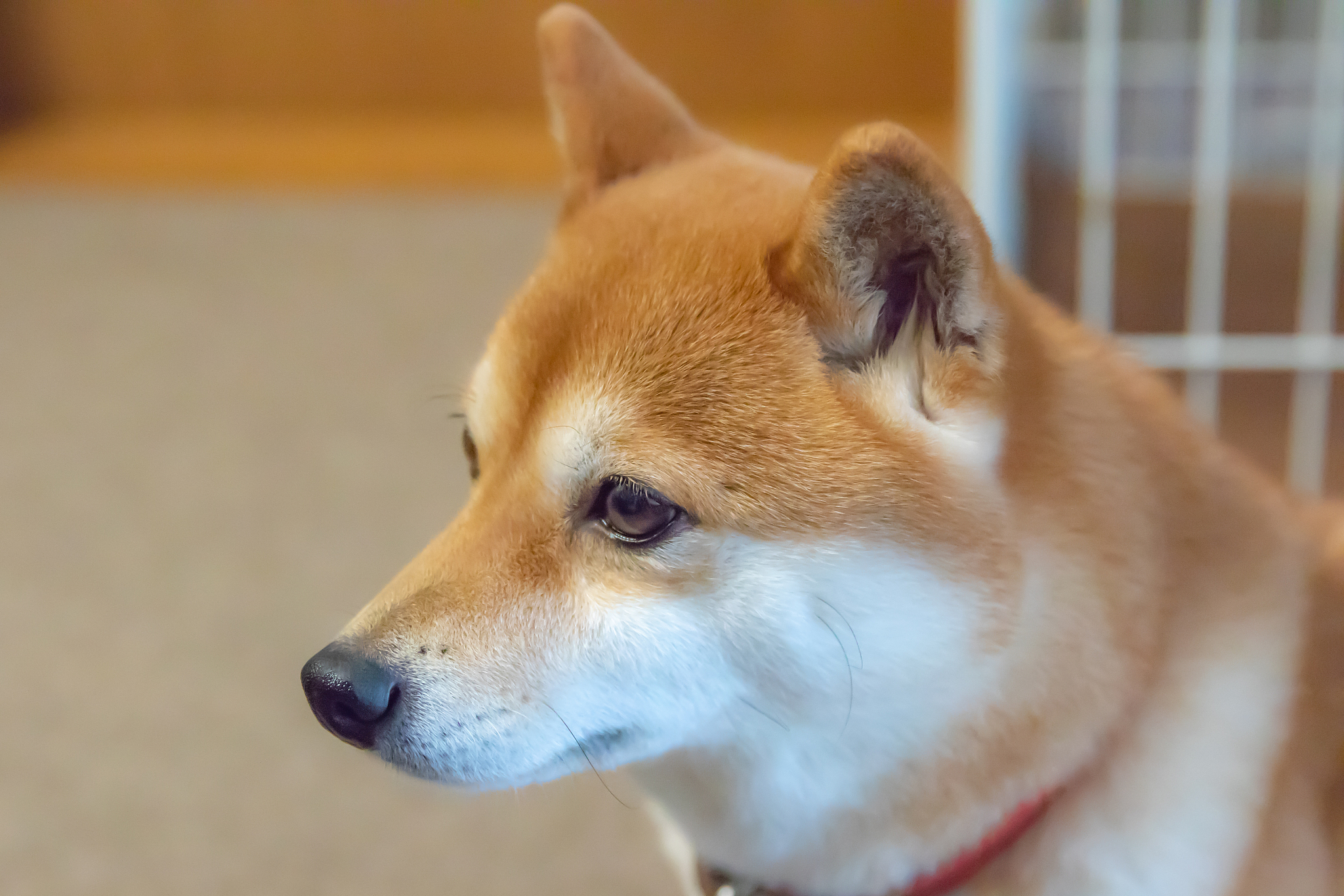 《揭秘柴犬真实体型:为何它们被归类为小型犬?》