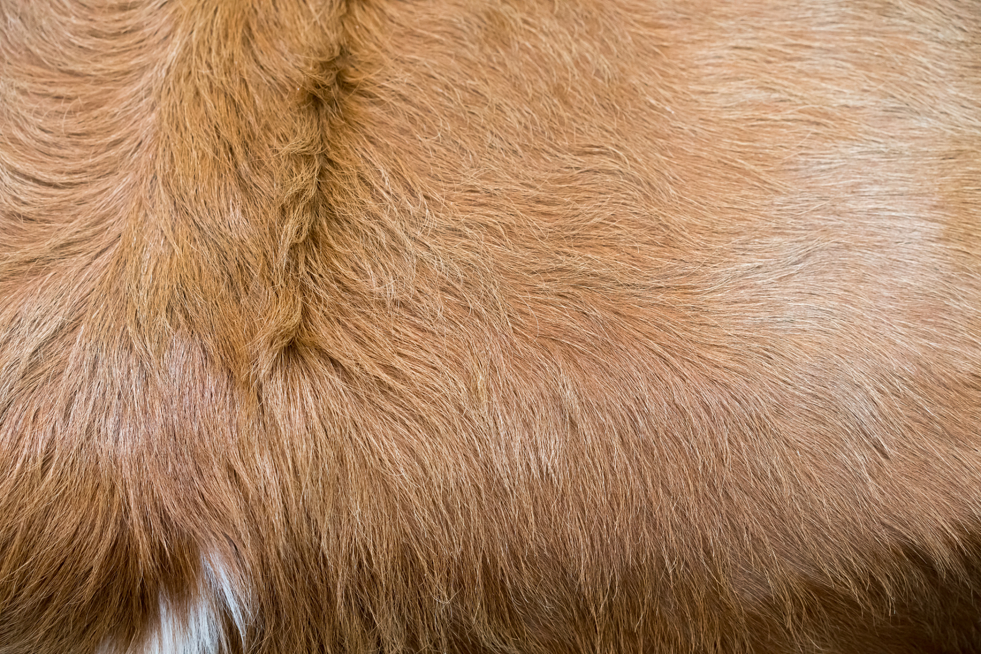 滩羊皮,也被称为"滩羊二毛皮",是中国毛皮产业中的重要组成部分,被誉