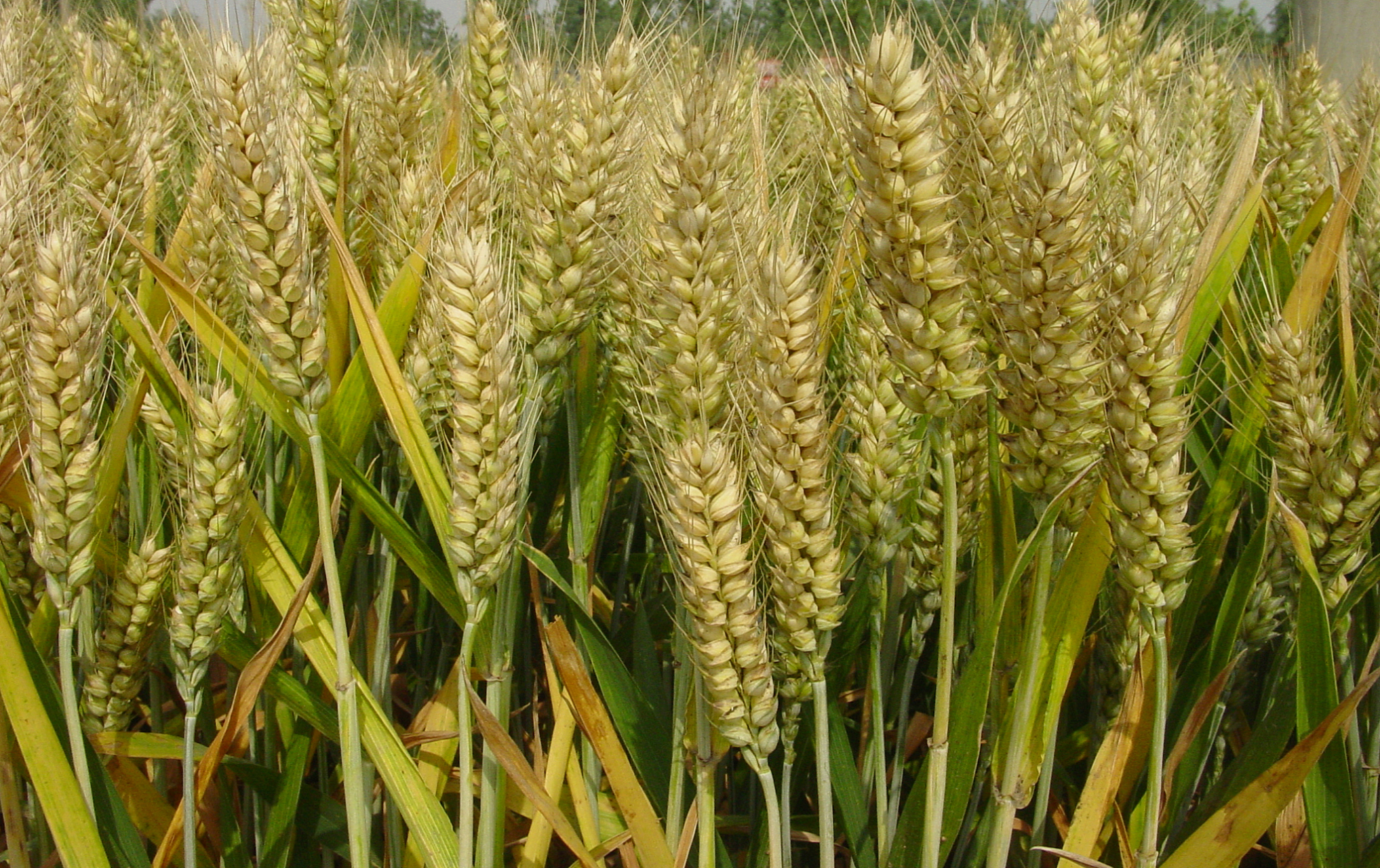 山农32小麦品种简介图片