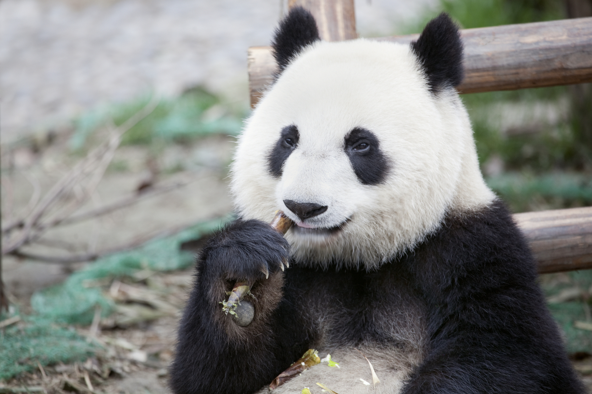 最近旅美大熊猫美香一家备受瞩目,成为了全国人民的宠儿!