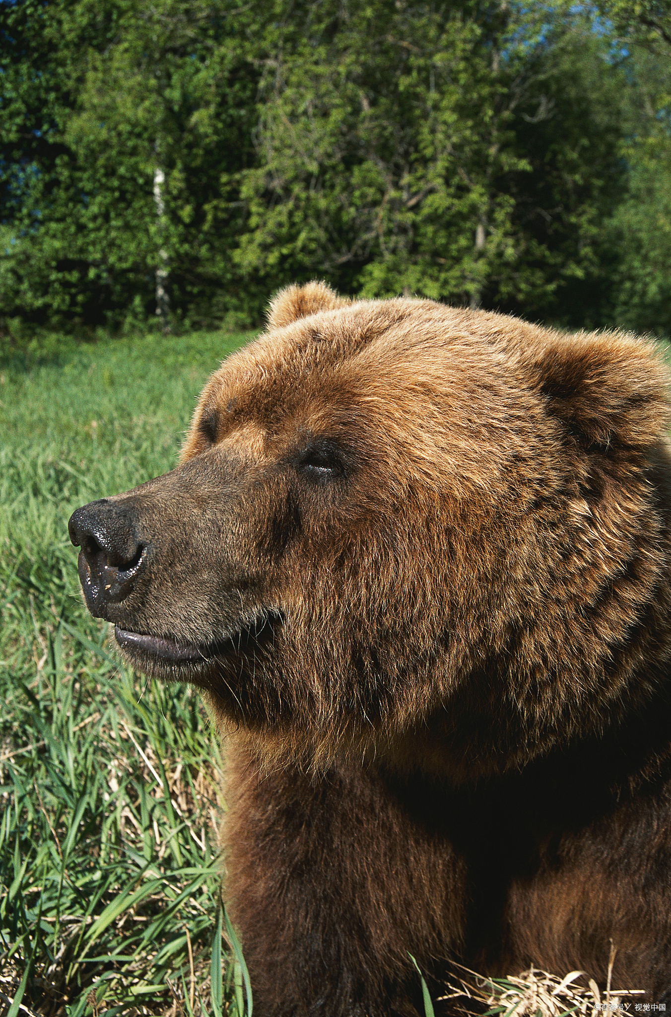 三头熊夜闯奶茶店扛出一桶油喝光,这真是现实版的熊出没