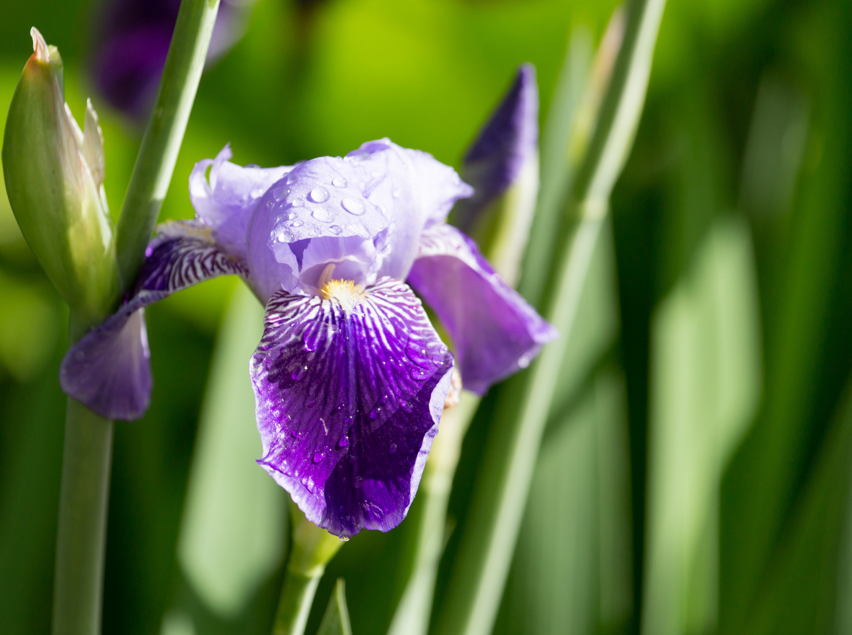 首先,紫色鸢尾花的花色为紫色,这种颜色给人一种优雅,高贵的感觉.