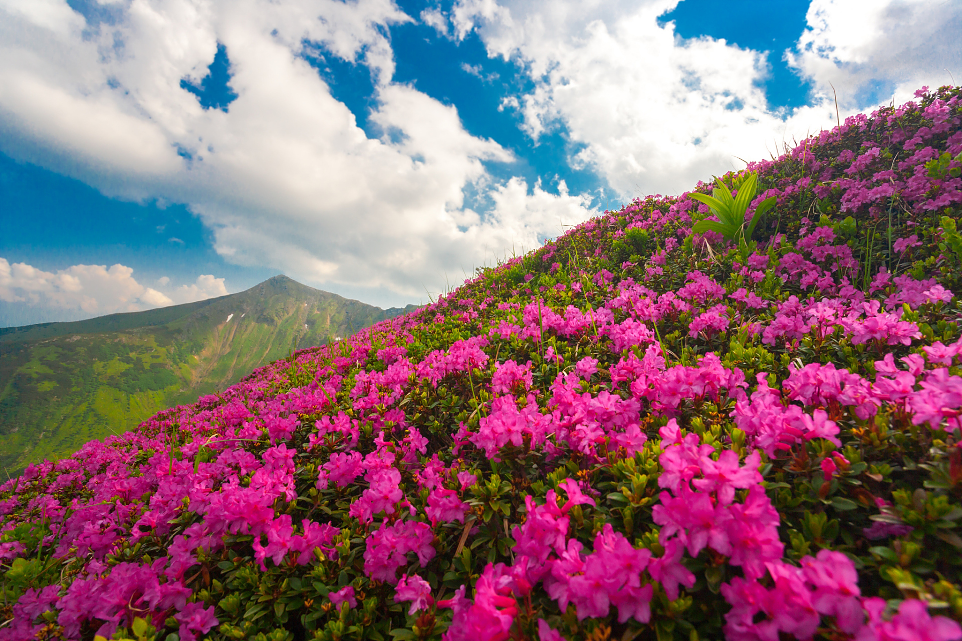 一定要去打卡的景点#毕节百里杜鹃