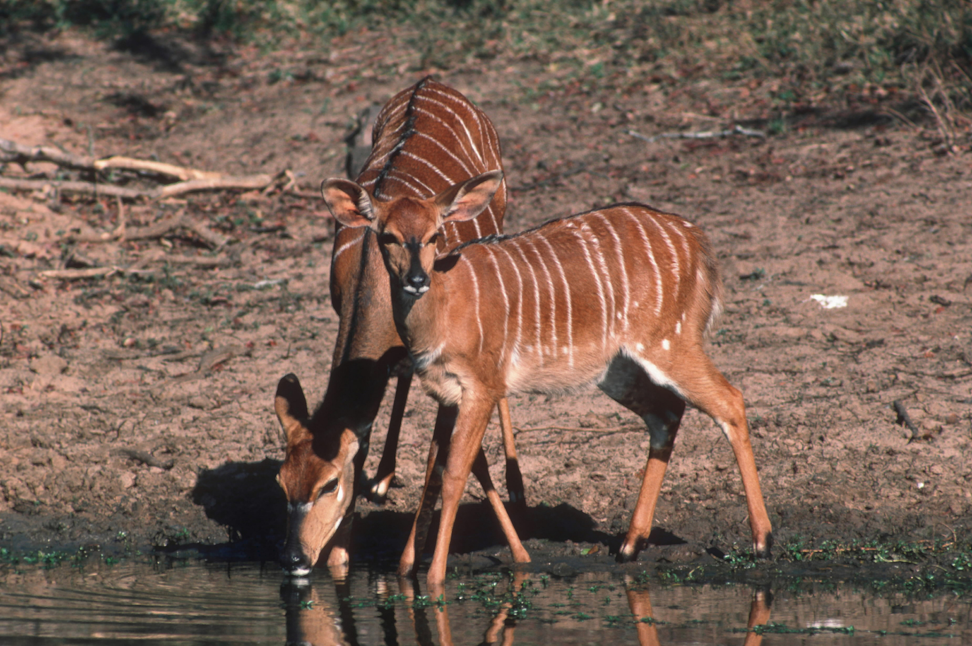 春天是观察野生动物的好时机,春游可深入了解它们生活习性和生态环境.