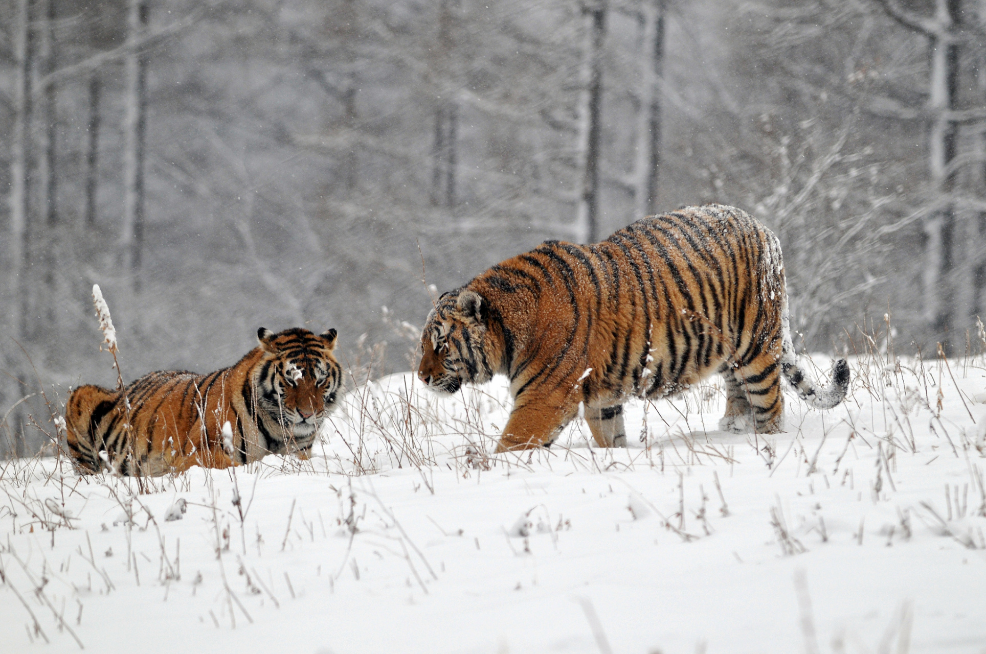 冬日童话,东北虎雪地里的亲昵时光  在这冰天雪地的东北大地,一对东北