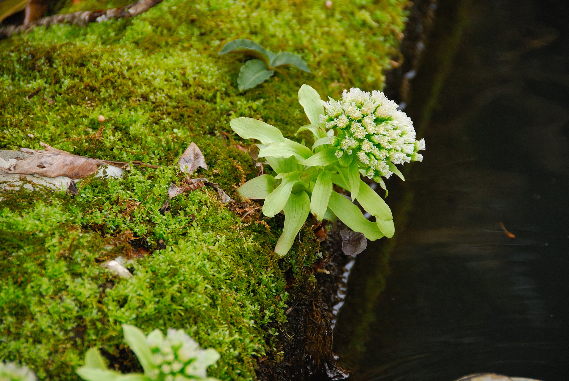 即使是微小的苔花,也要像牡丹盛开——很正能量