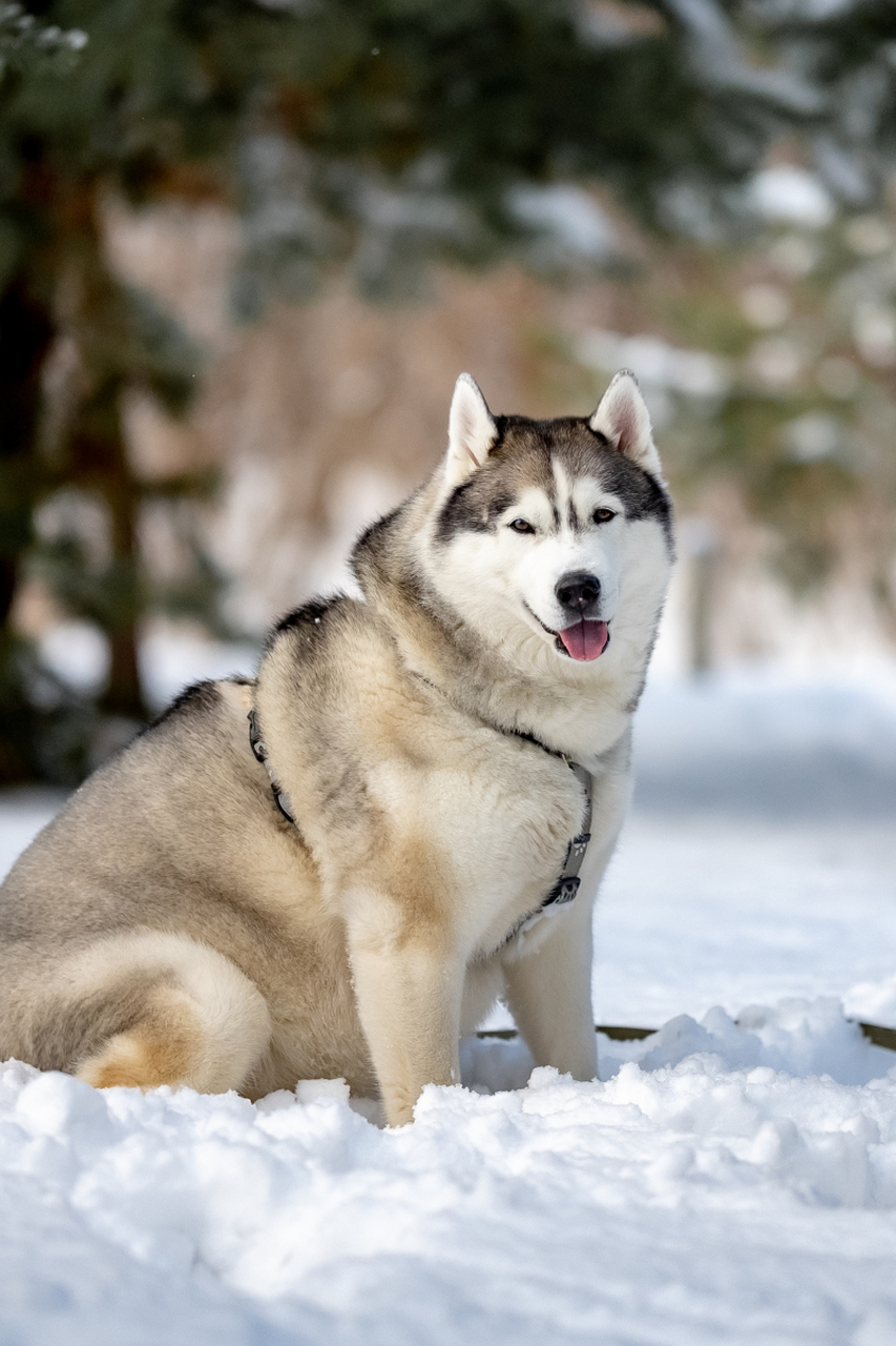 【宠物训练】哈士奇的黄金训练期:打造优秀的家庭伙伴!