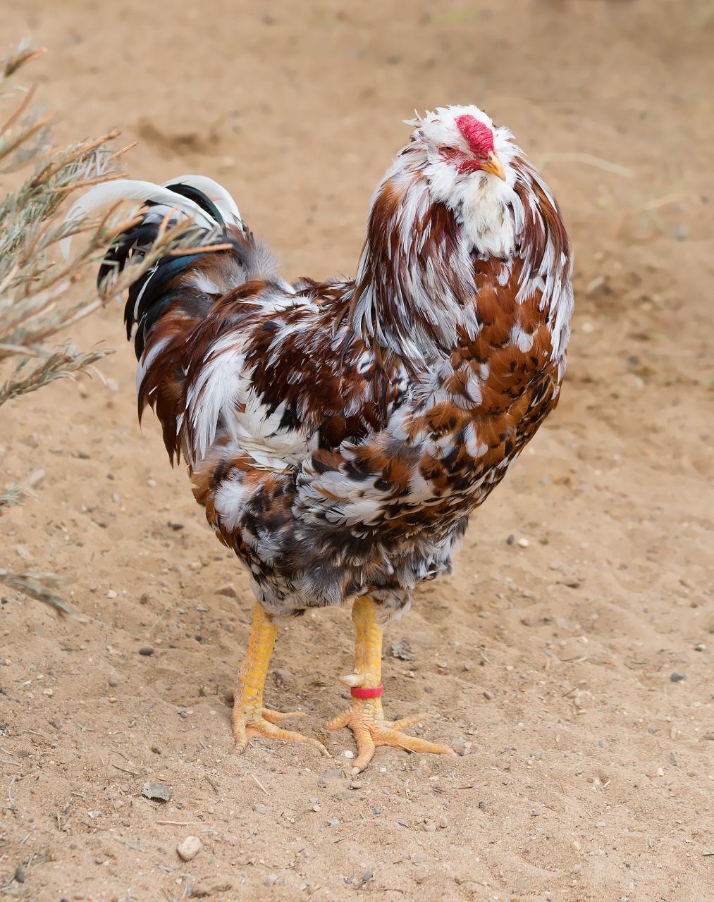 [原文:最贵的鸡品种?樱岛鸡的价.