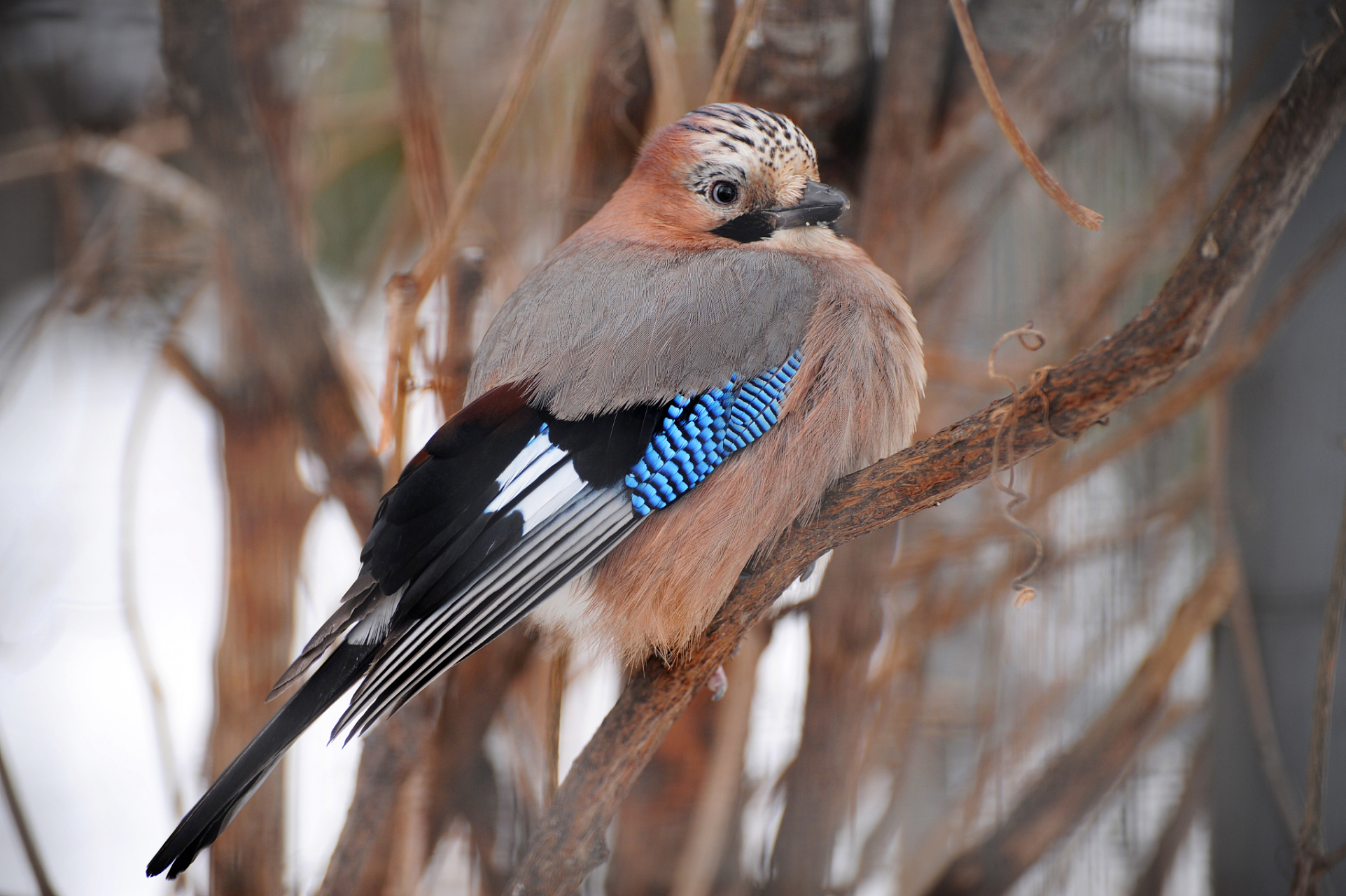 让蜡嘴鸟快速不怕人的方法包括:保持距离,保持安静,使用食物作为诱饵