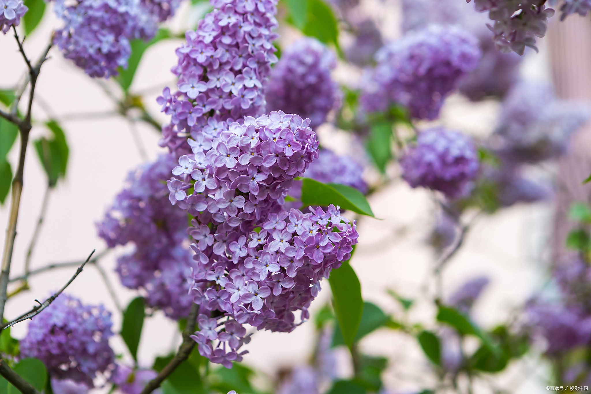 丛生紫丁香2024年1月24日报价-苗木基地丛生紫丁香价格查询