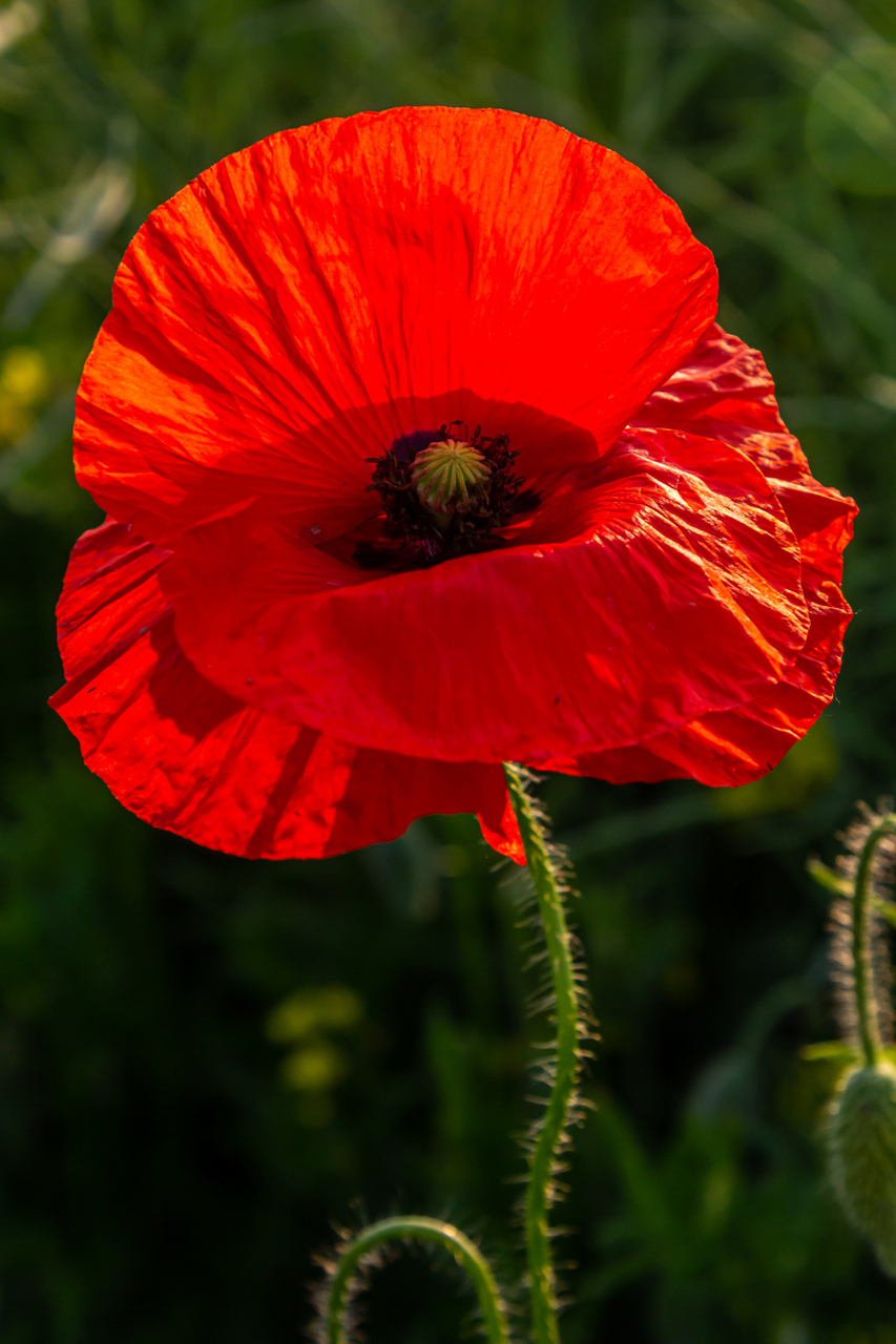 虞美人花海环保行为  虞美人花海登上央视,如梦如幻的美景令人陶眄.