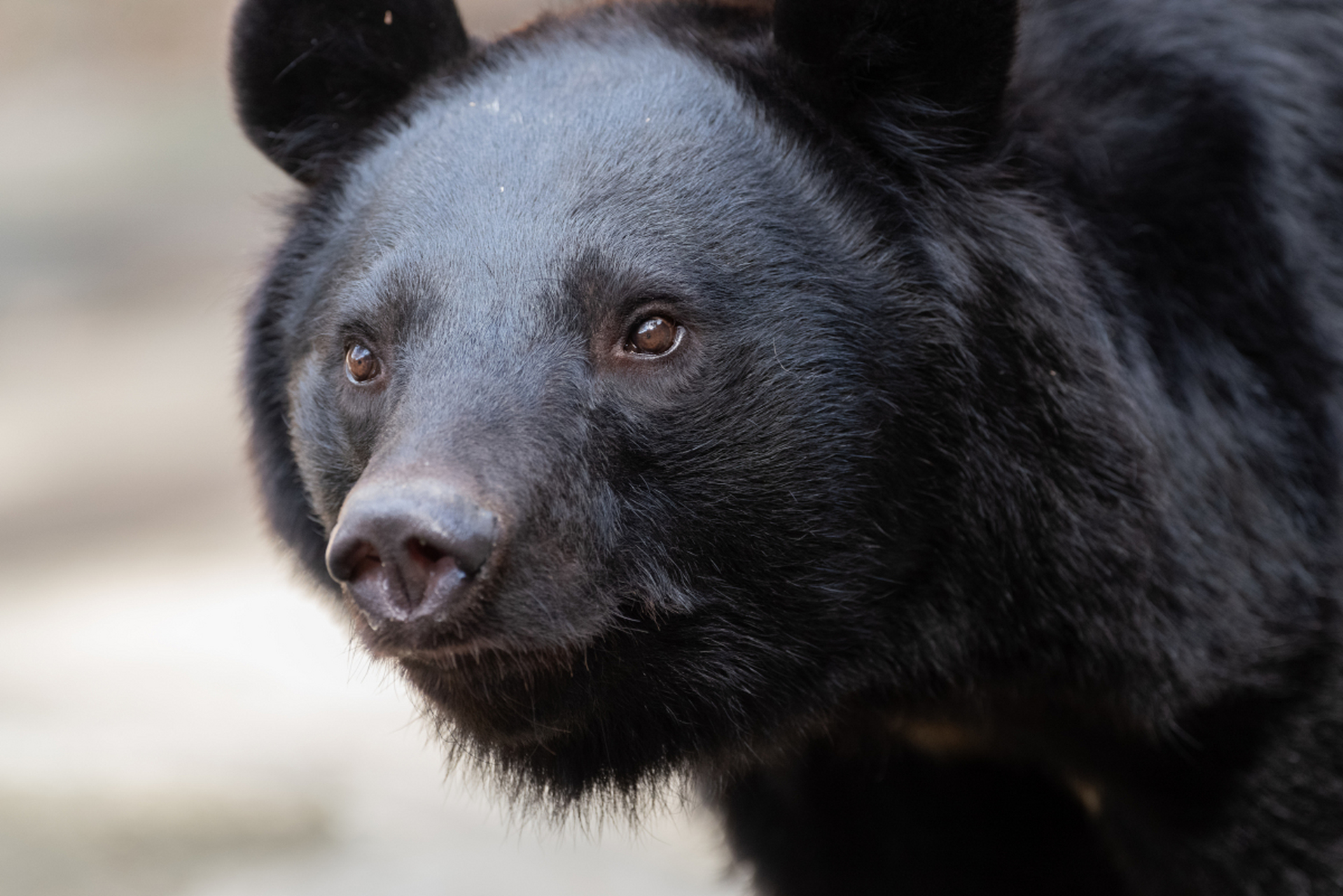 南昌动物园黑熊骨瘦如柴,网友纷纷表示心疼,但园方却回应"状态正常".