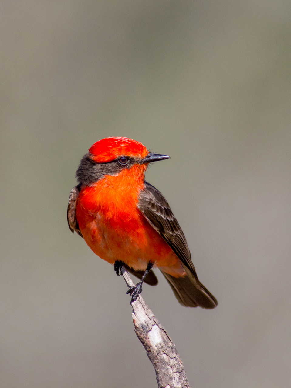 朱红霸鹟,艳丽夺目,独具慧眼.