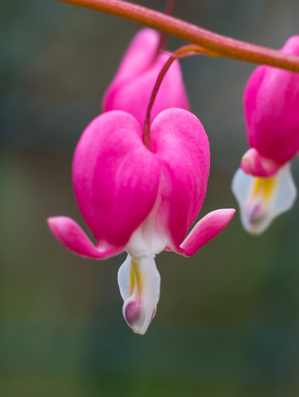 荷包牡丹花是一种非常美丽的花卉,而且还有着非常独特的养殖方式,下面