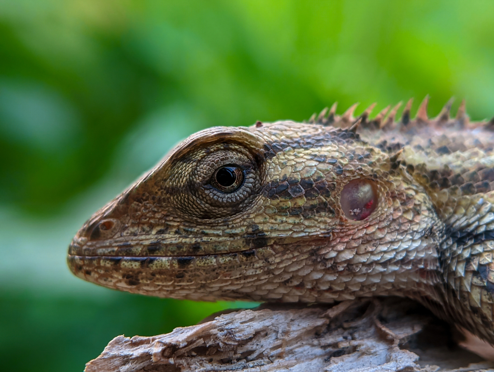 变色龙#  变色龙是一类生活在热带和亚热带地区的爬行动物,主要分布