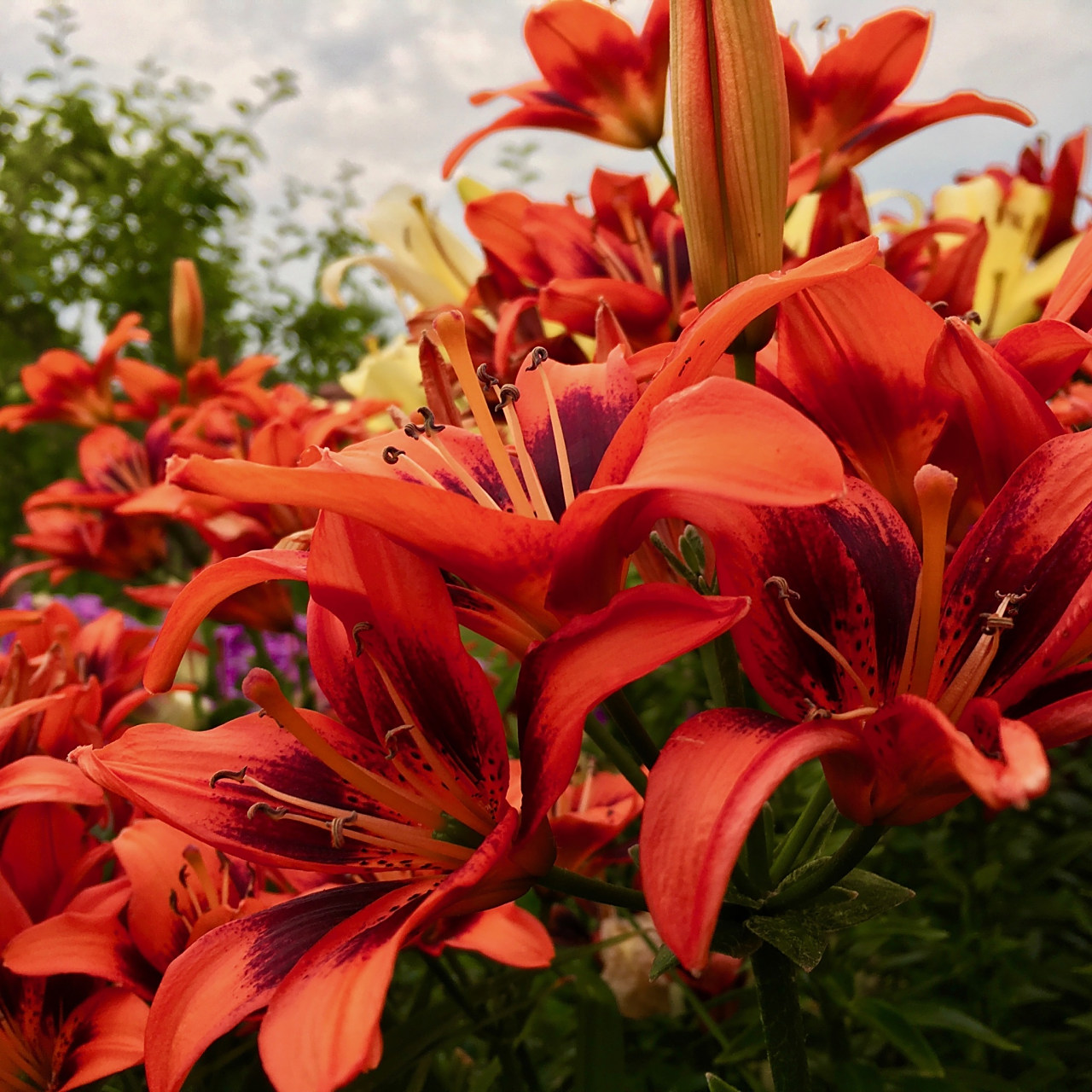 火焰百合(lilium bulbiferum)是一种令人惊叹的花朵,它有着独特的花语