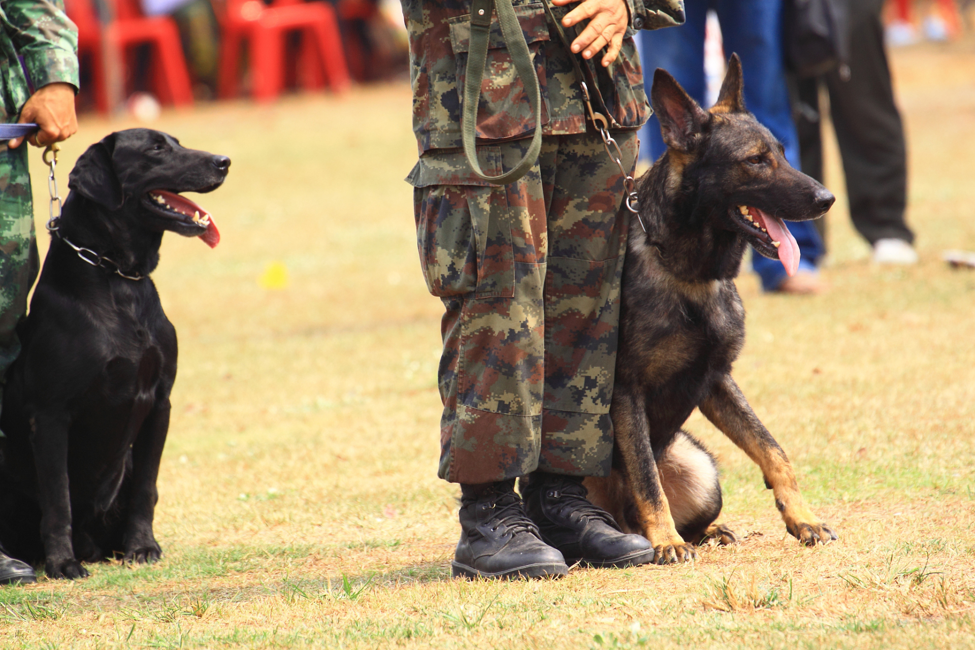 相信绝大多数的人都以为,警犬就像是赛马一样,要世世代代将优良血统