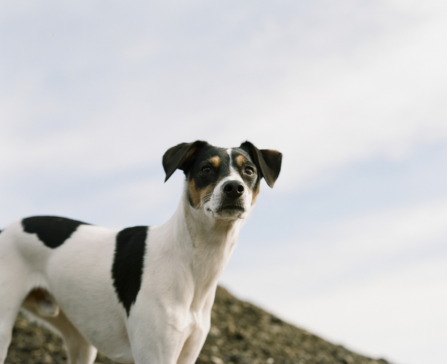 杰克罗梗犬图片