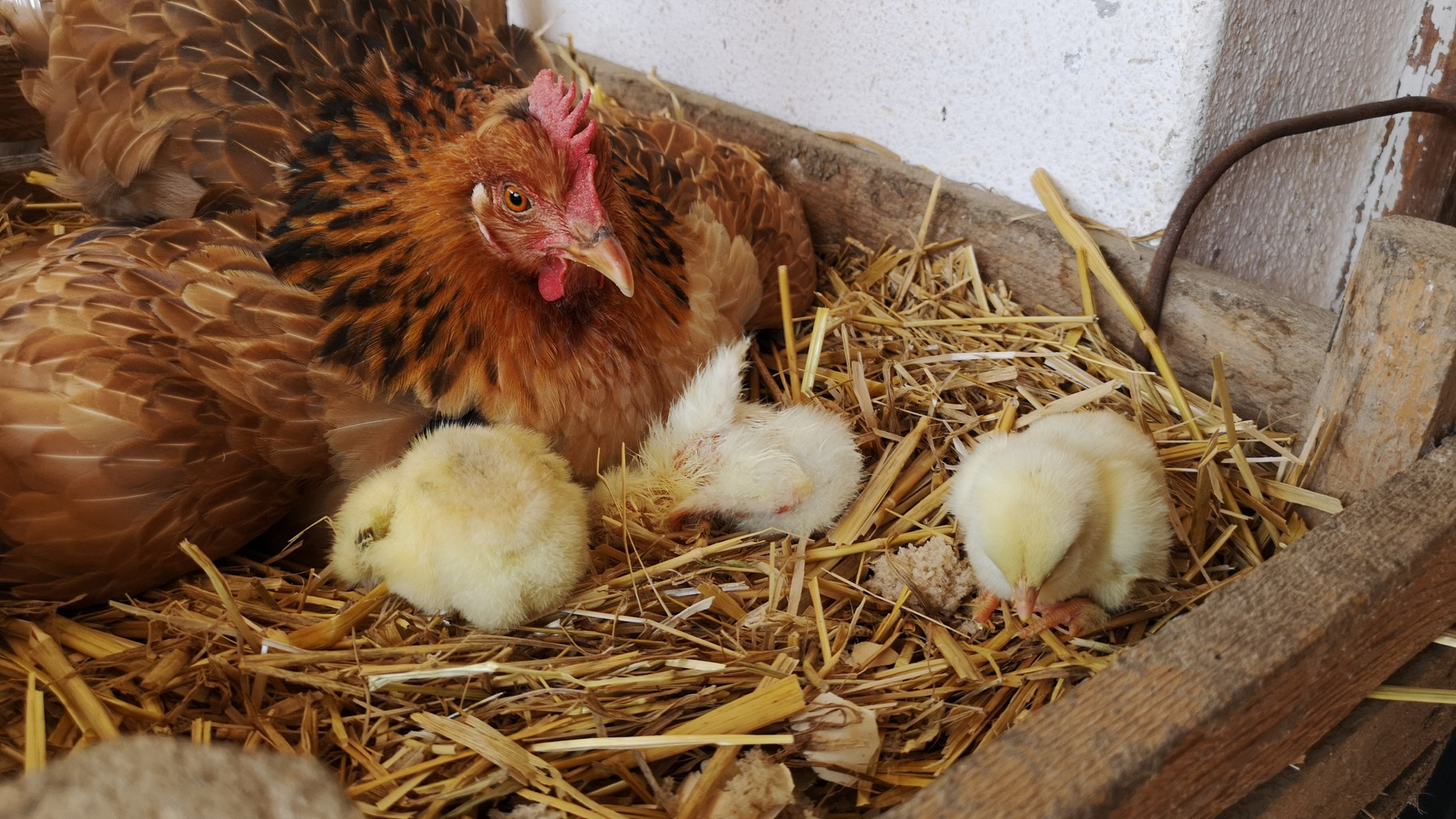 1. 石粉:将干净的石头磨成粉末,然后添加到鸡饲料中.