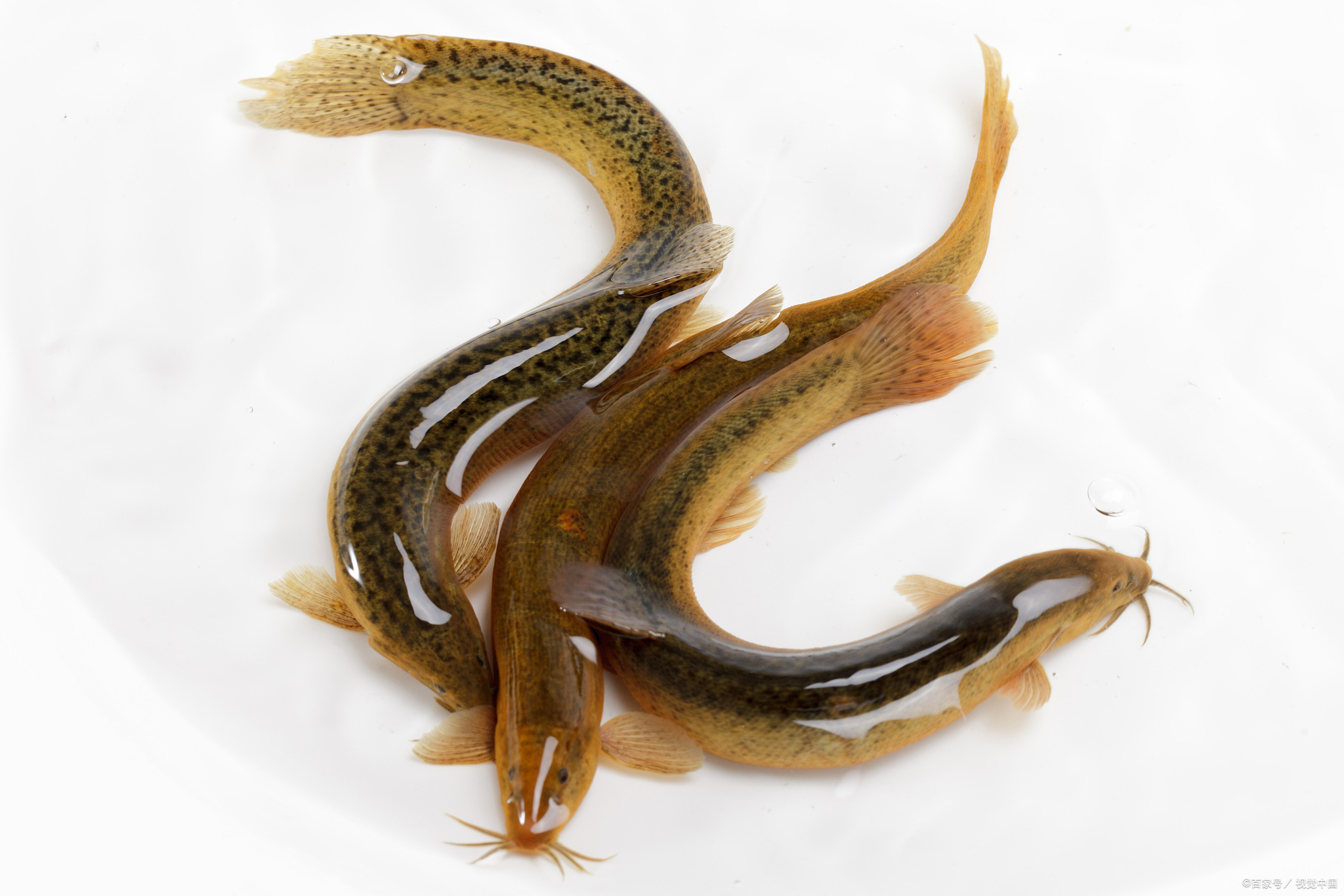 广东农村如何利用水稻田养殖泥鳅:全方位指南,轻松掌握养殖技术