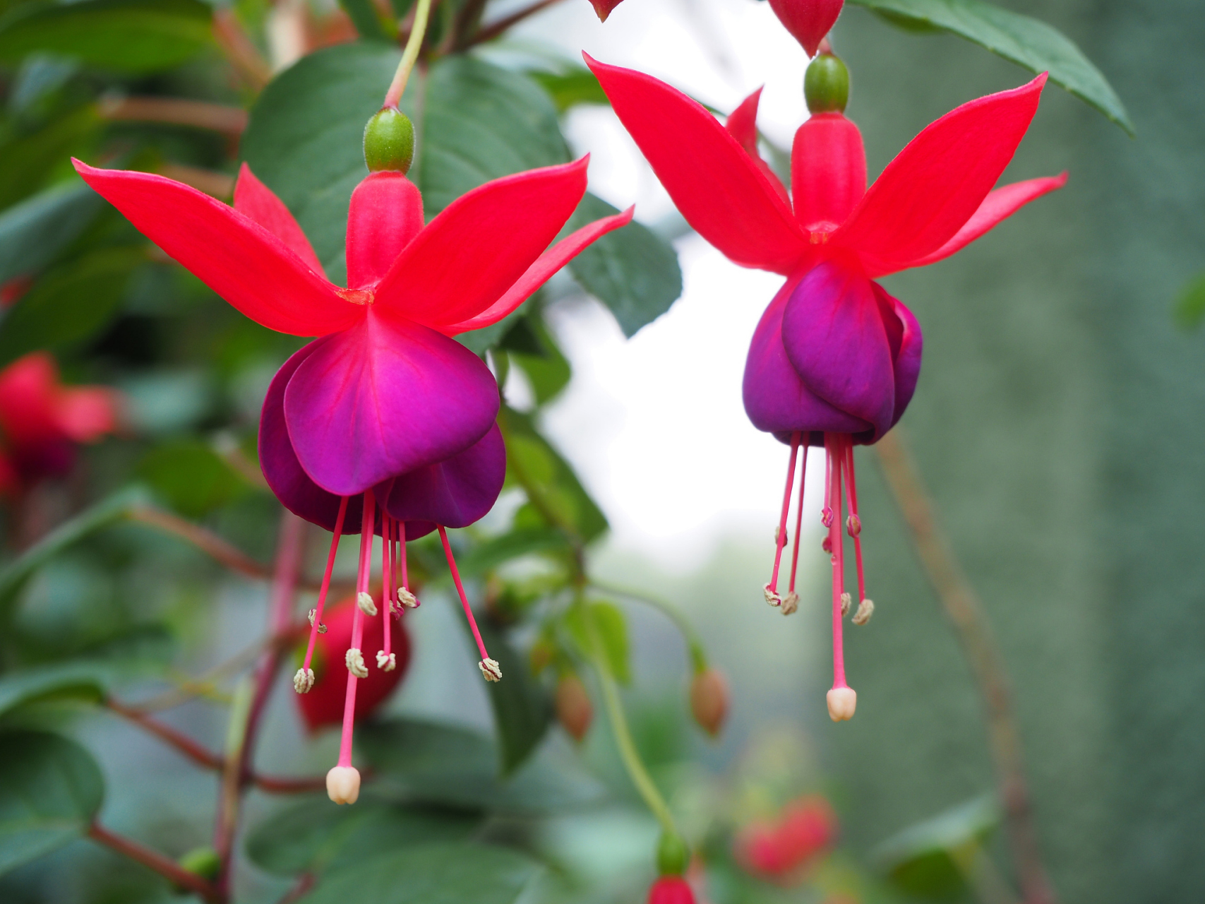 倒挂金钟,别名:吊钟海棠,灯笼花.