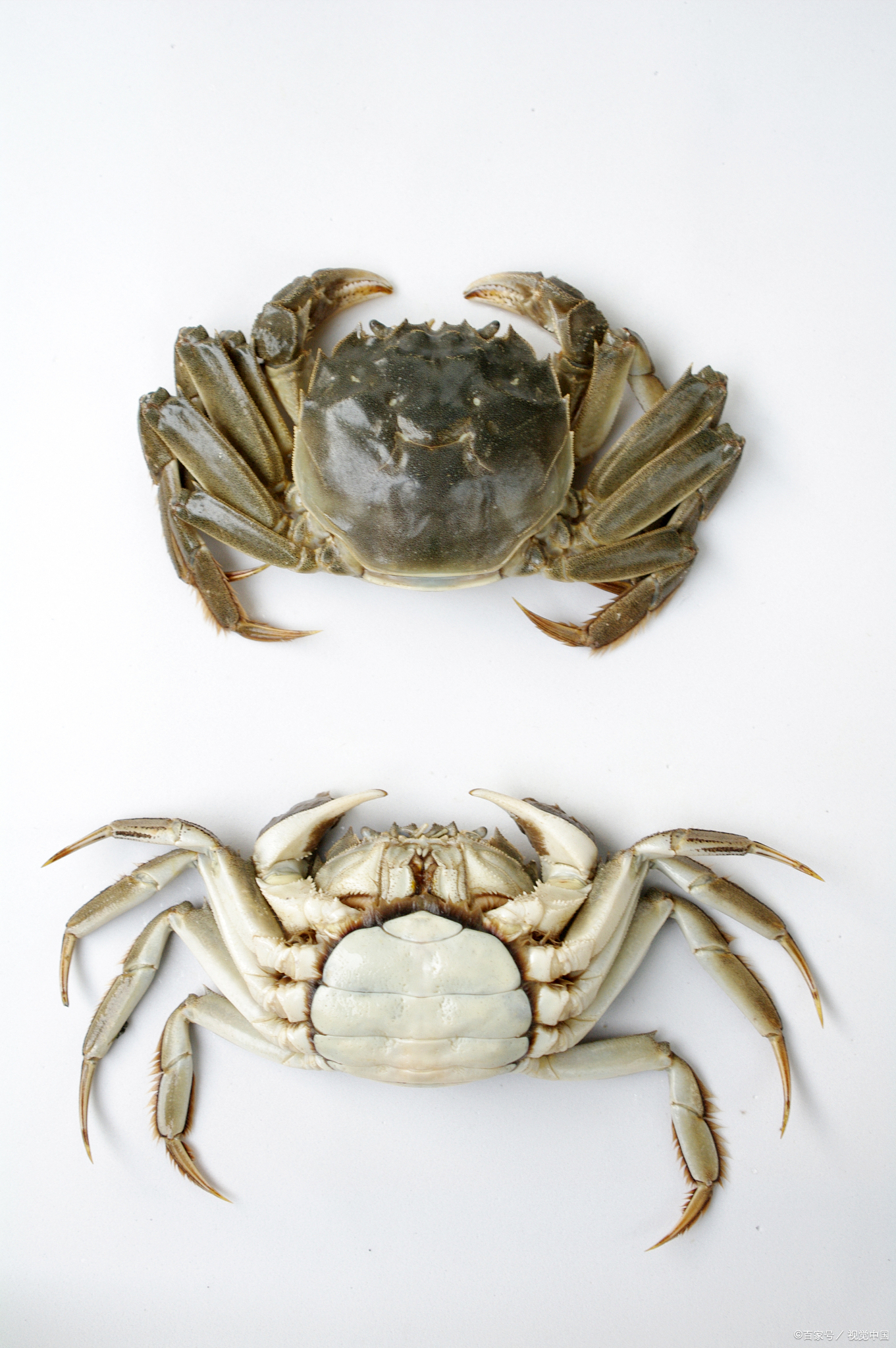 河蟹怎么做家常又好吃?