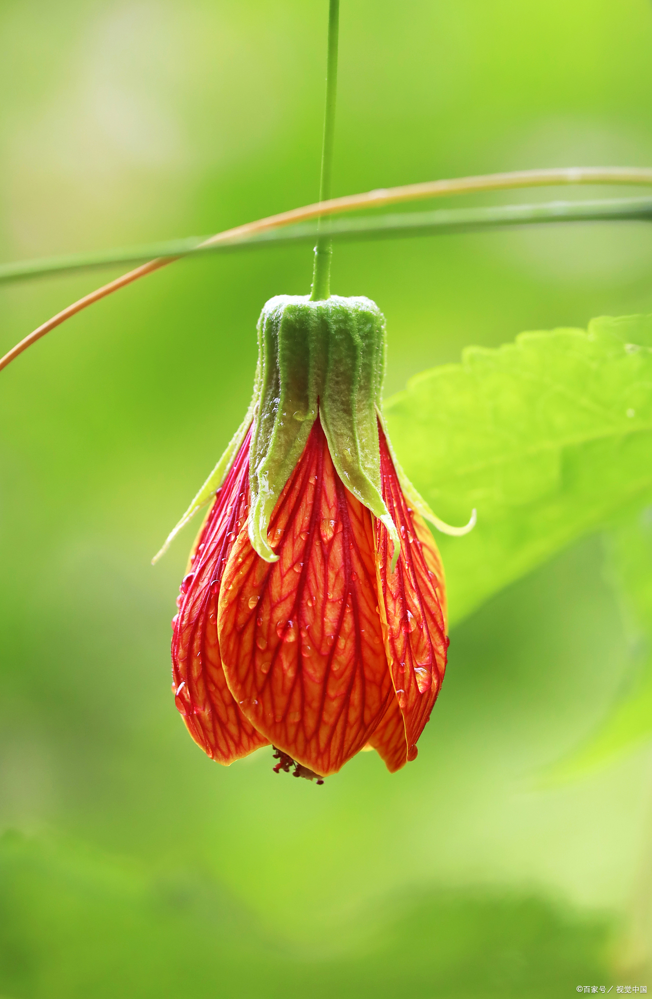 吊金钟,又称倒挂金钟,灯笼花等,是一种美丽的观赏植物