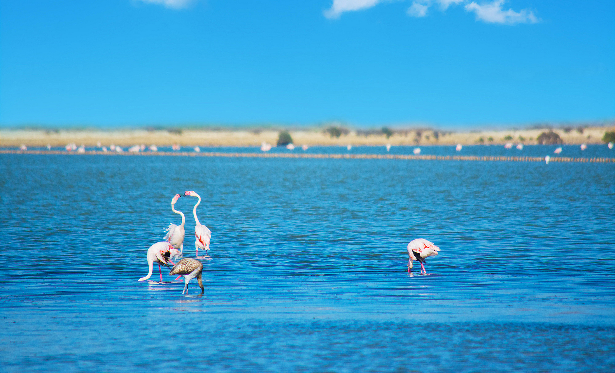 今天我们来探索位于内蒙古阿拉善左旗的阿拉善腾格里沙漠天鹅湖风景区