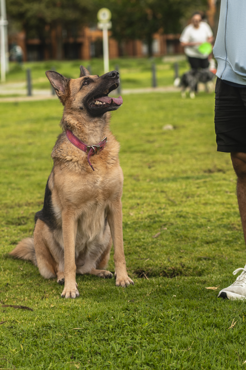 在犬类的世界中,有众多备受瞩目的品种,它们各具特色,深受人们的喜爱