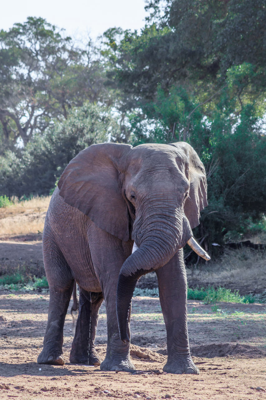 [原文:大象的产肉量是家猪的20.